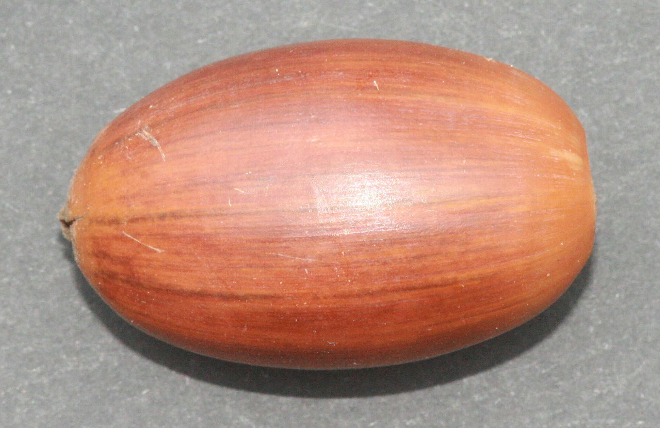 Stieleiche - einzelne Frucht