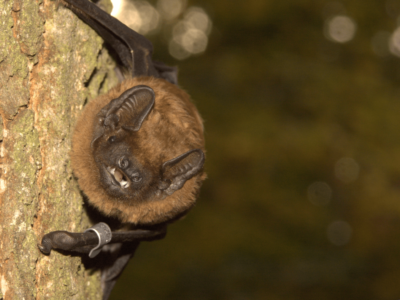 Abendsegler (Foto: B. Cordes) Abendsegler