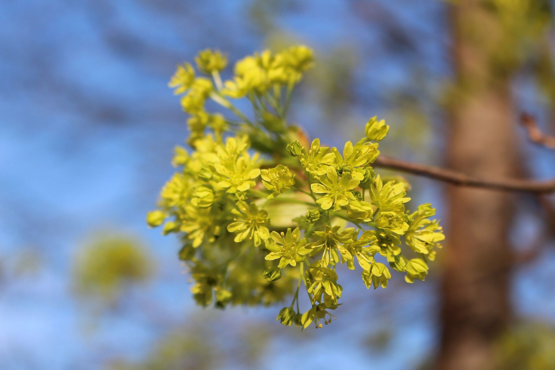 Spitzahorn - Blüte (Foto: W. Dötsch) Spitzahorn - Blüte