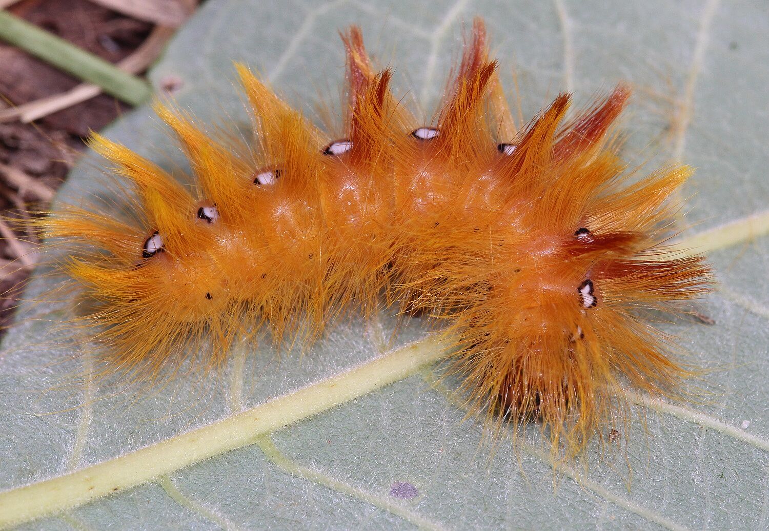 Ahorneule (Foto: W. Dötsch) Ahorneule