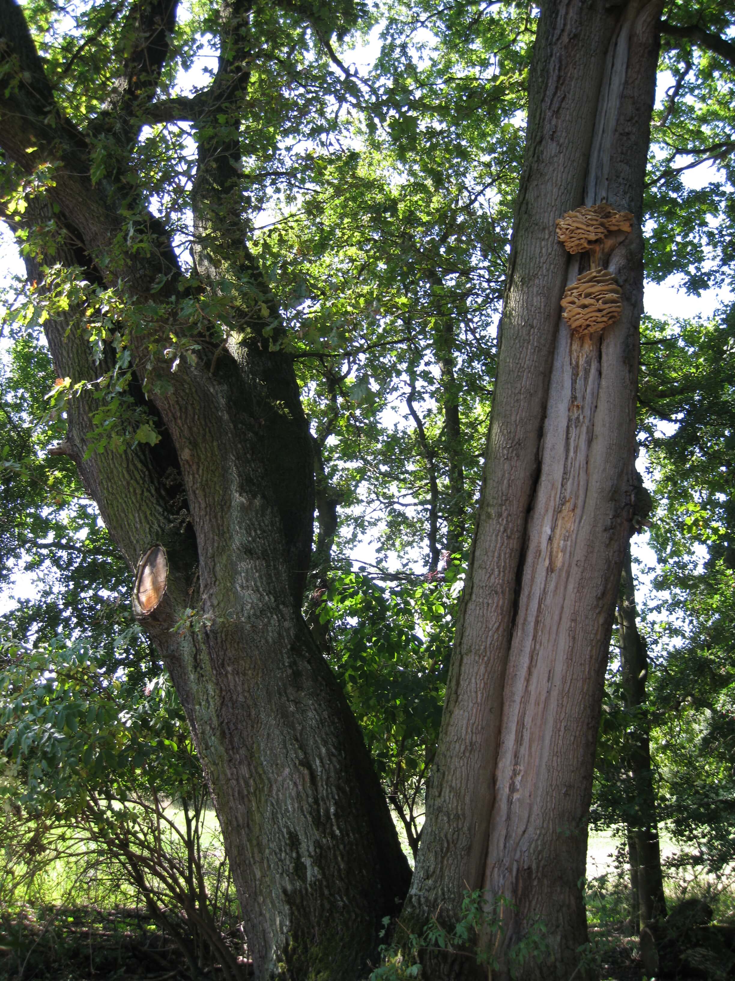 Alte Eiche mit Pilzen