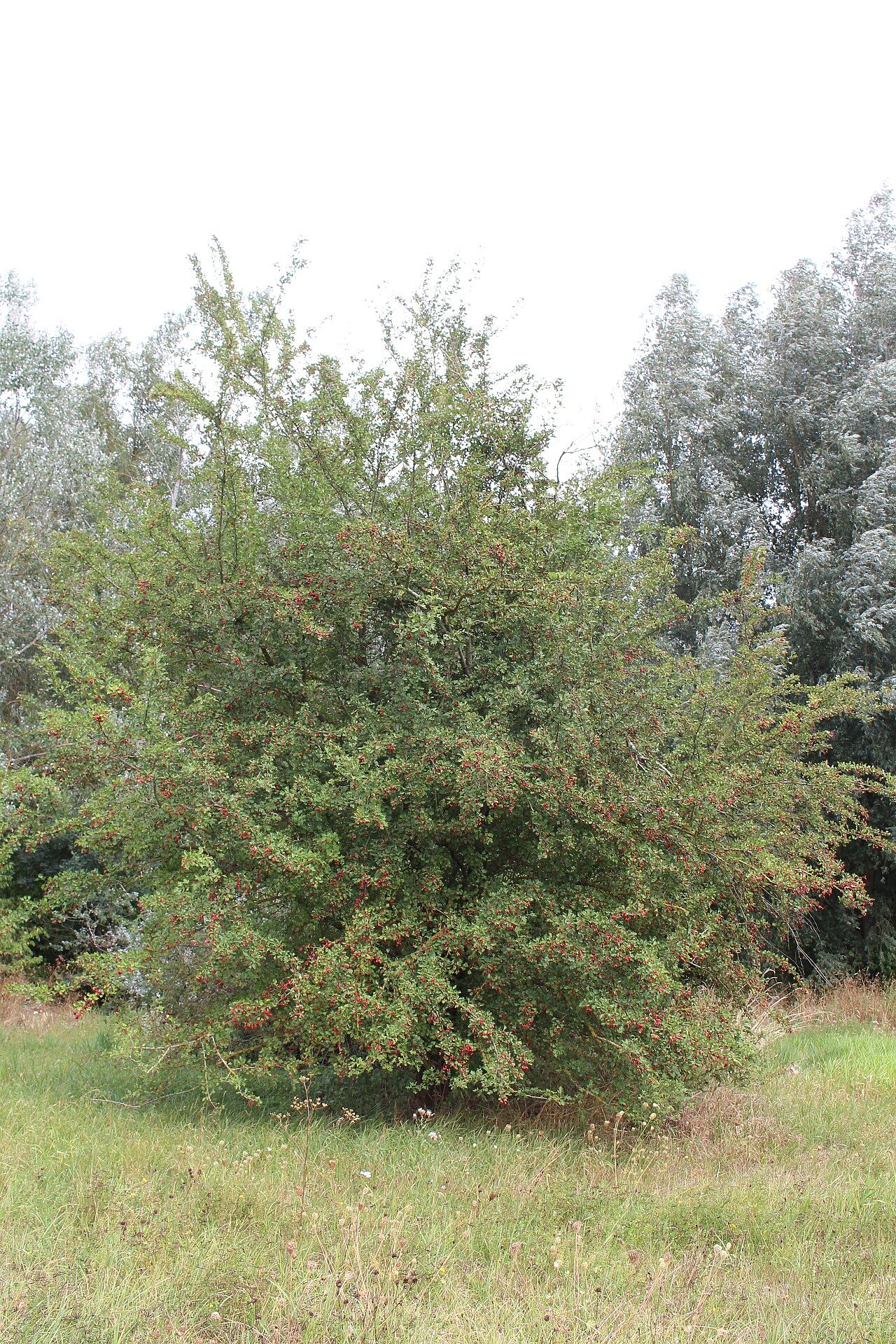 Weißdorn (Foto: Wolfgang Dötsch) Weißdorn