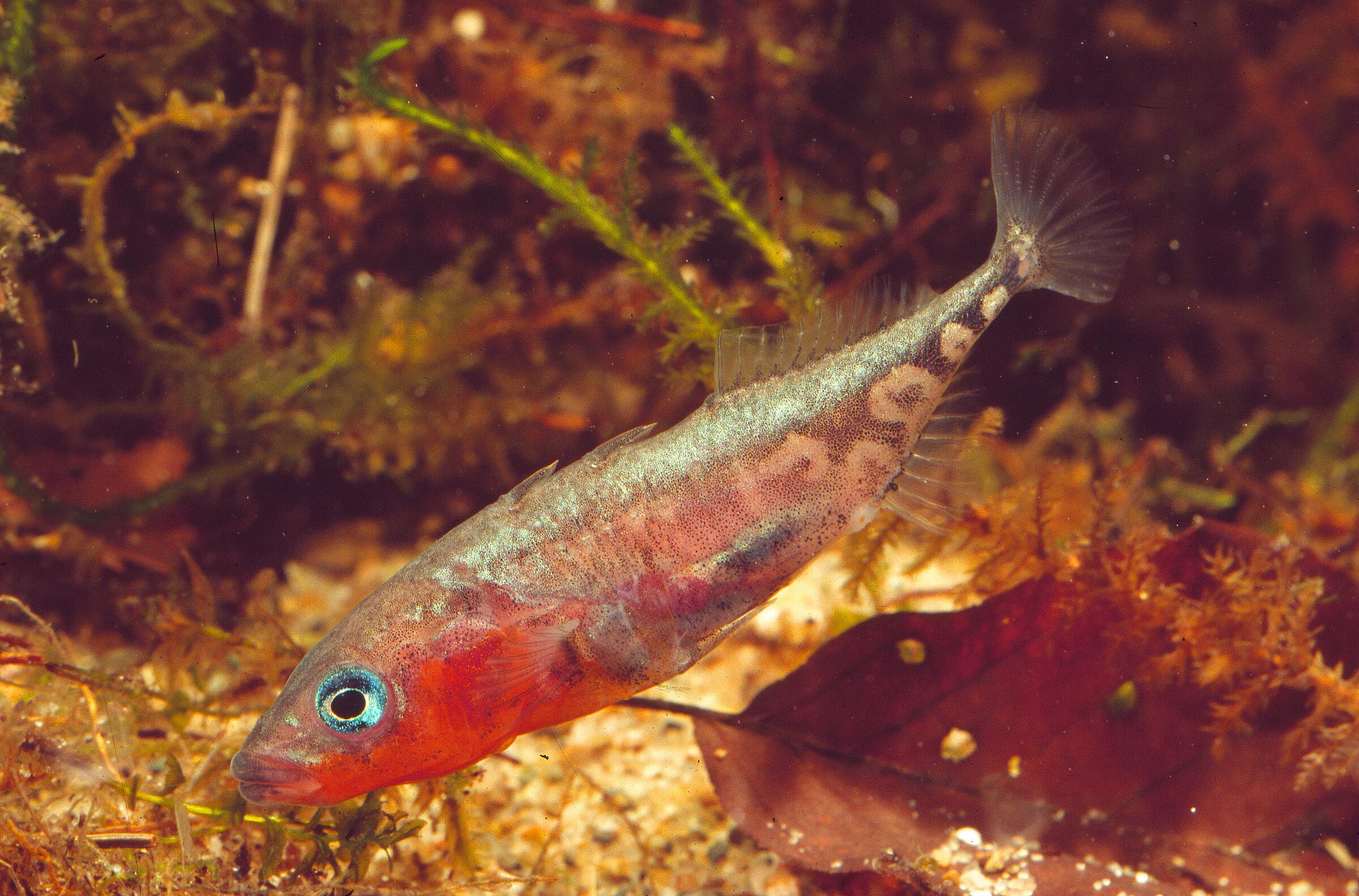 Dreistachliger Stichling Dreistachliger Stichling