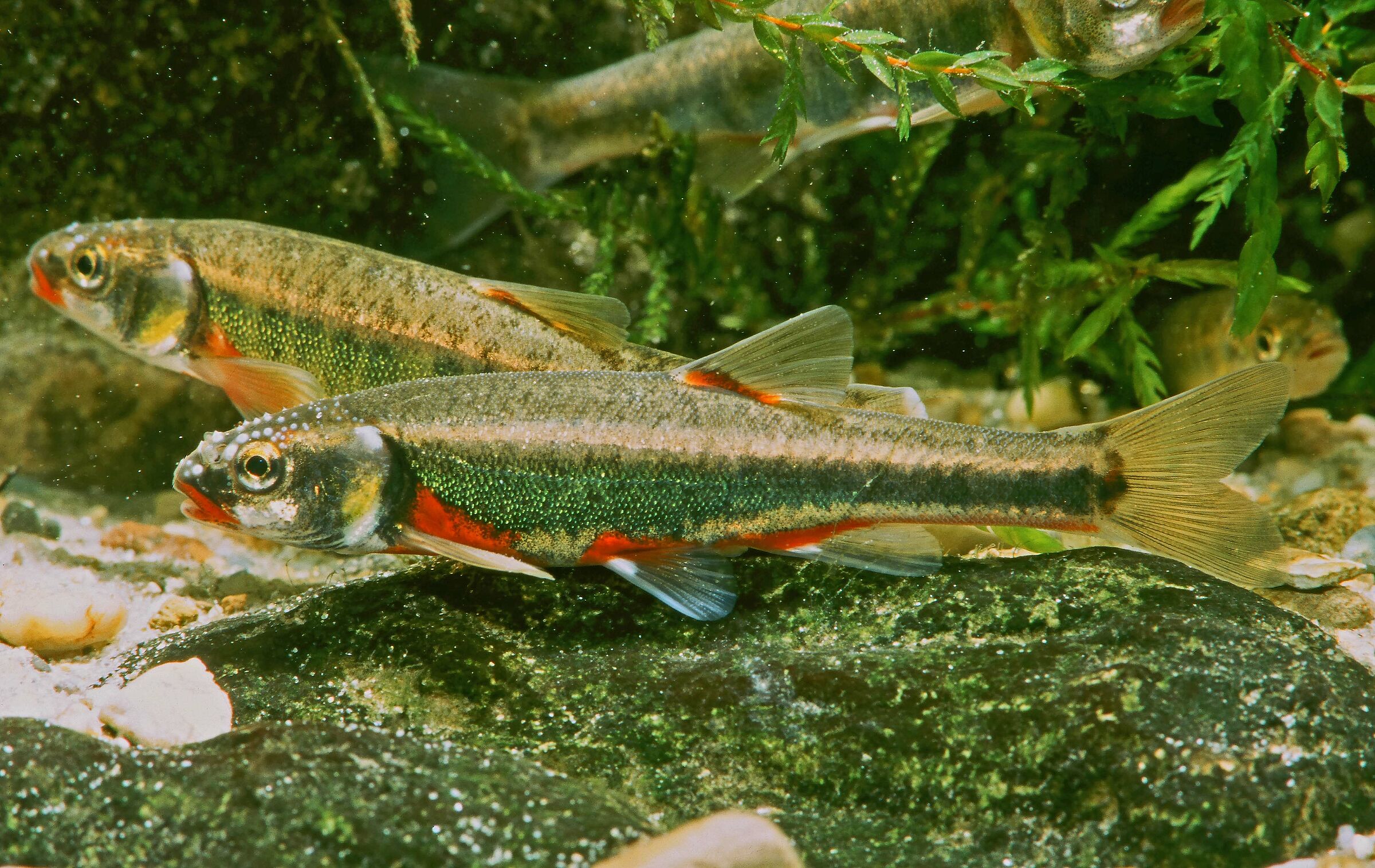 Elritzen - Laichfärbung Elritzen