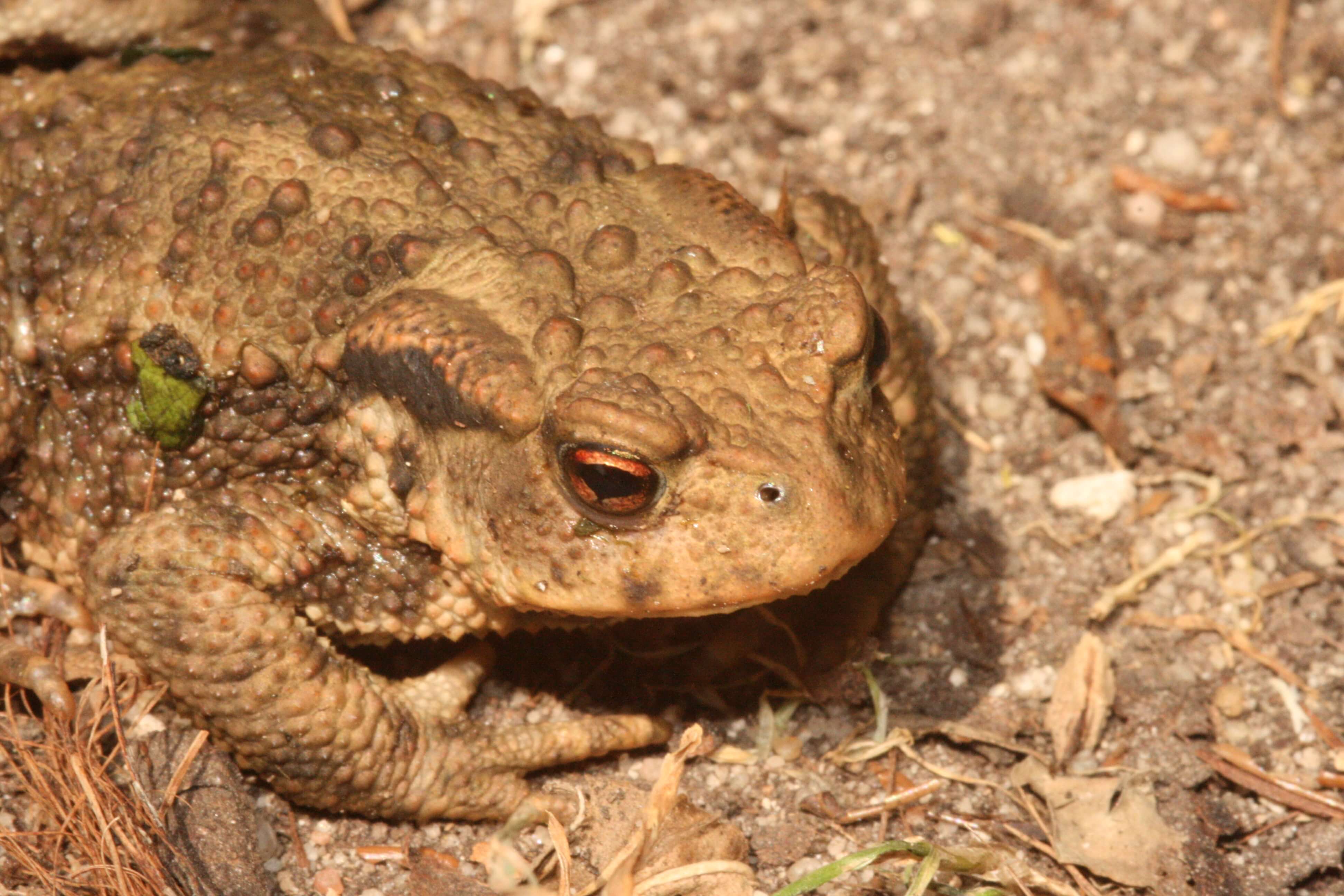 Erdkröte