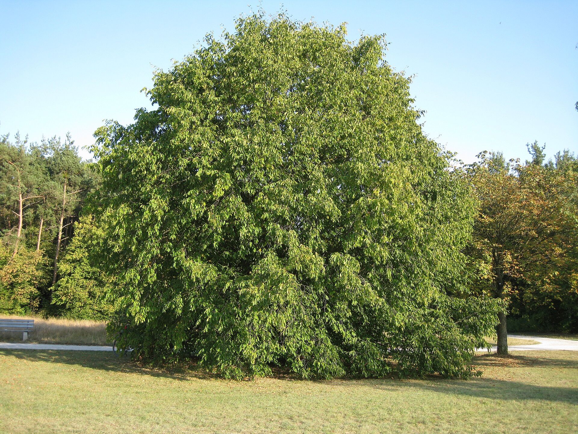 Hainbuche (Foto: V. Gburek) Hainbuche