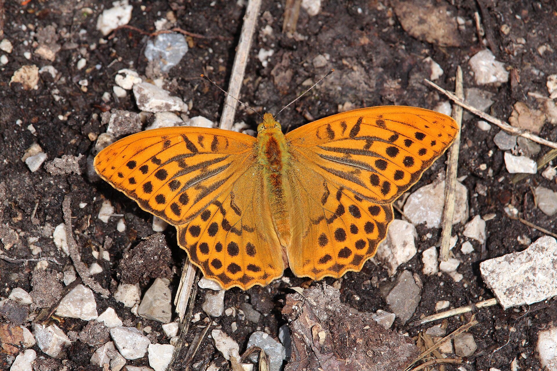 Kaisermantel (Foto: W. Dötsch) Kaisermantel