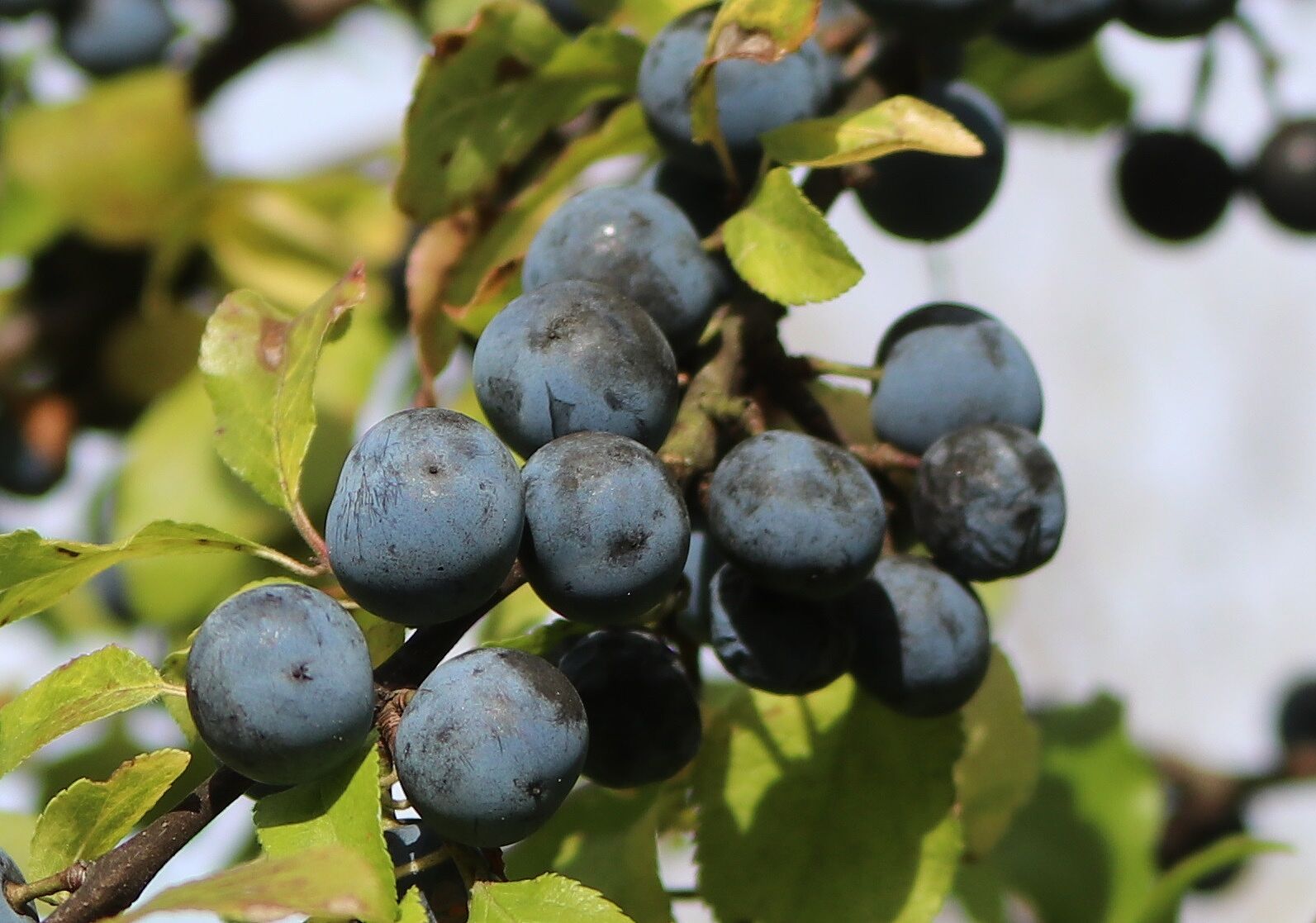 Schlehe (Foto: Wolfgang Dötsch) Schlehe