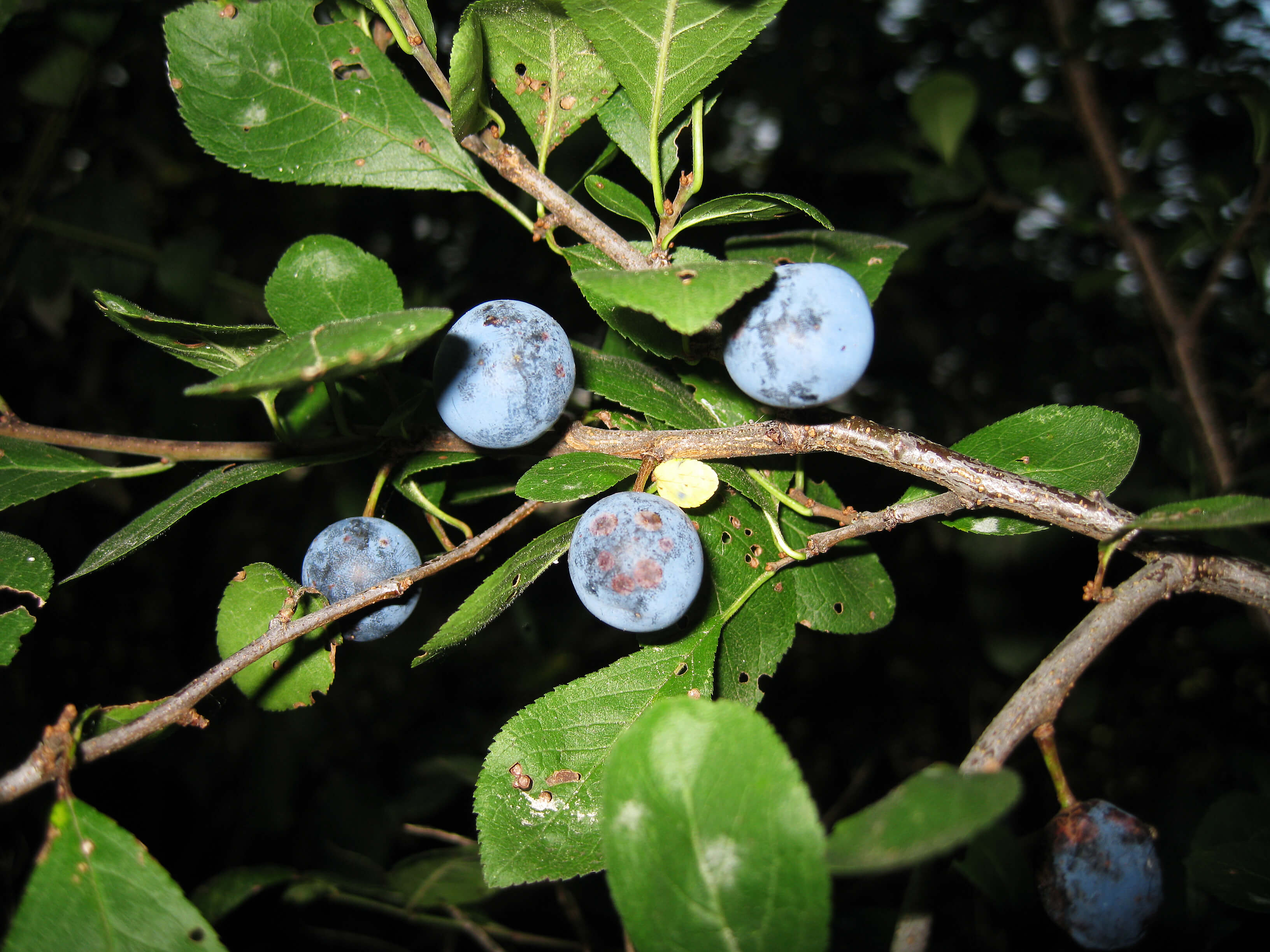 Schlehe - Früchte (Foto: Viola Gburek) Schlehe - Früchte