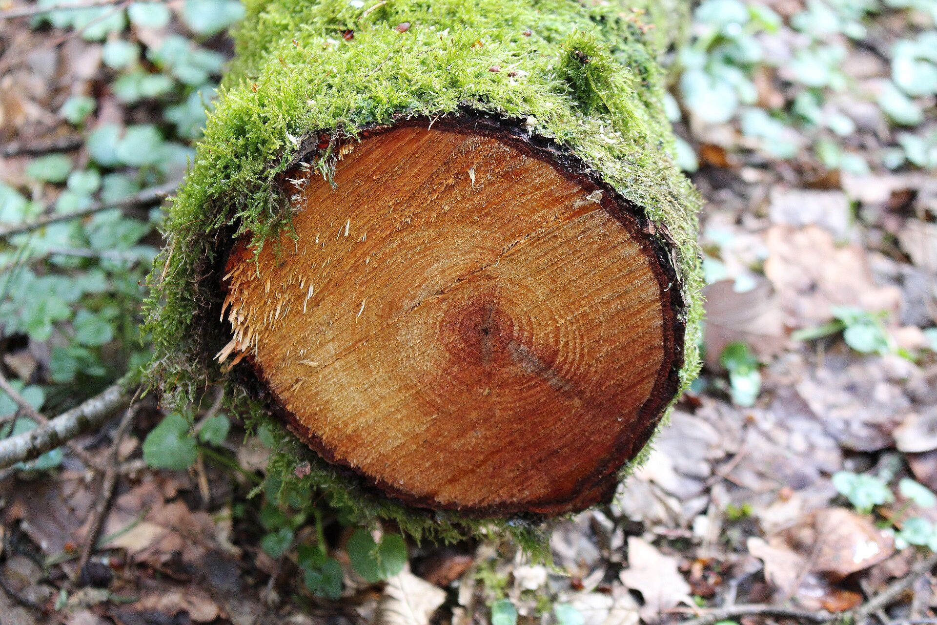 Schwarzerle - Stamm (Foto: W. Dötsch) Schwarzerle - Stamm