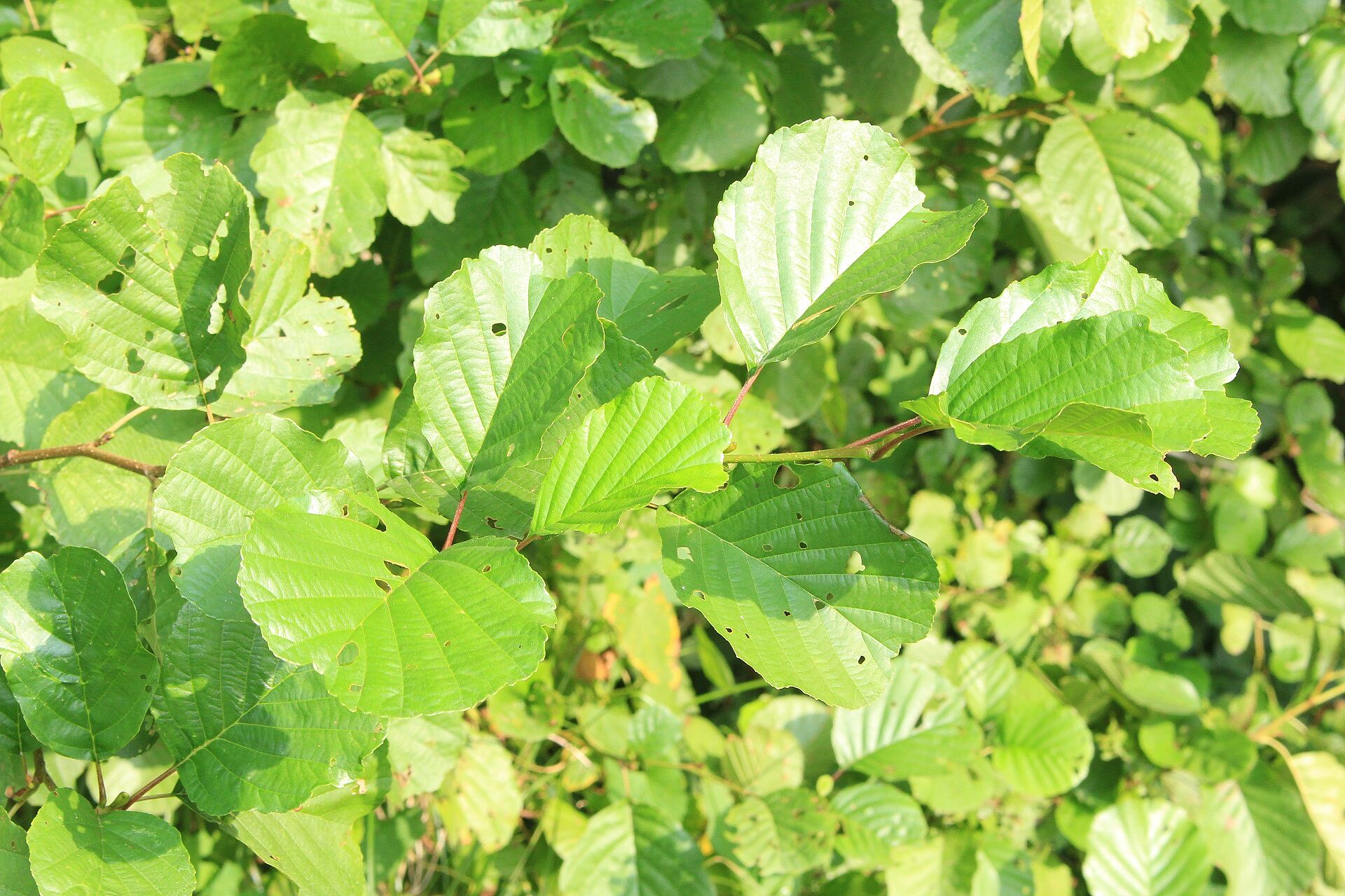 Schwarzerle - Laub (Foto: W. Dötsch) Schwarzerle - Laub