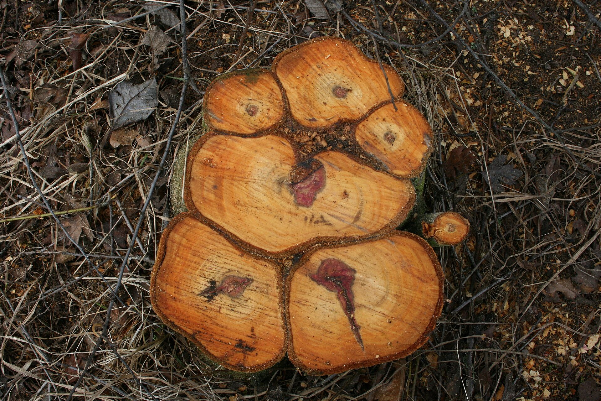 Schwarzerle - Stamm (Foto: W. Dötsch) Schwarzerle - Stamm