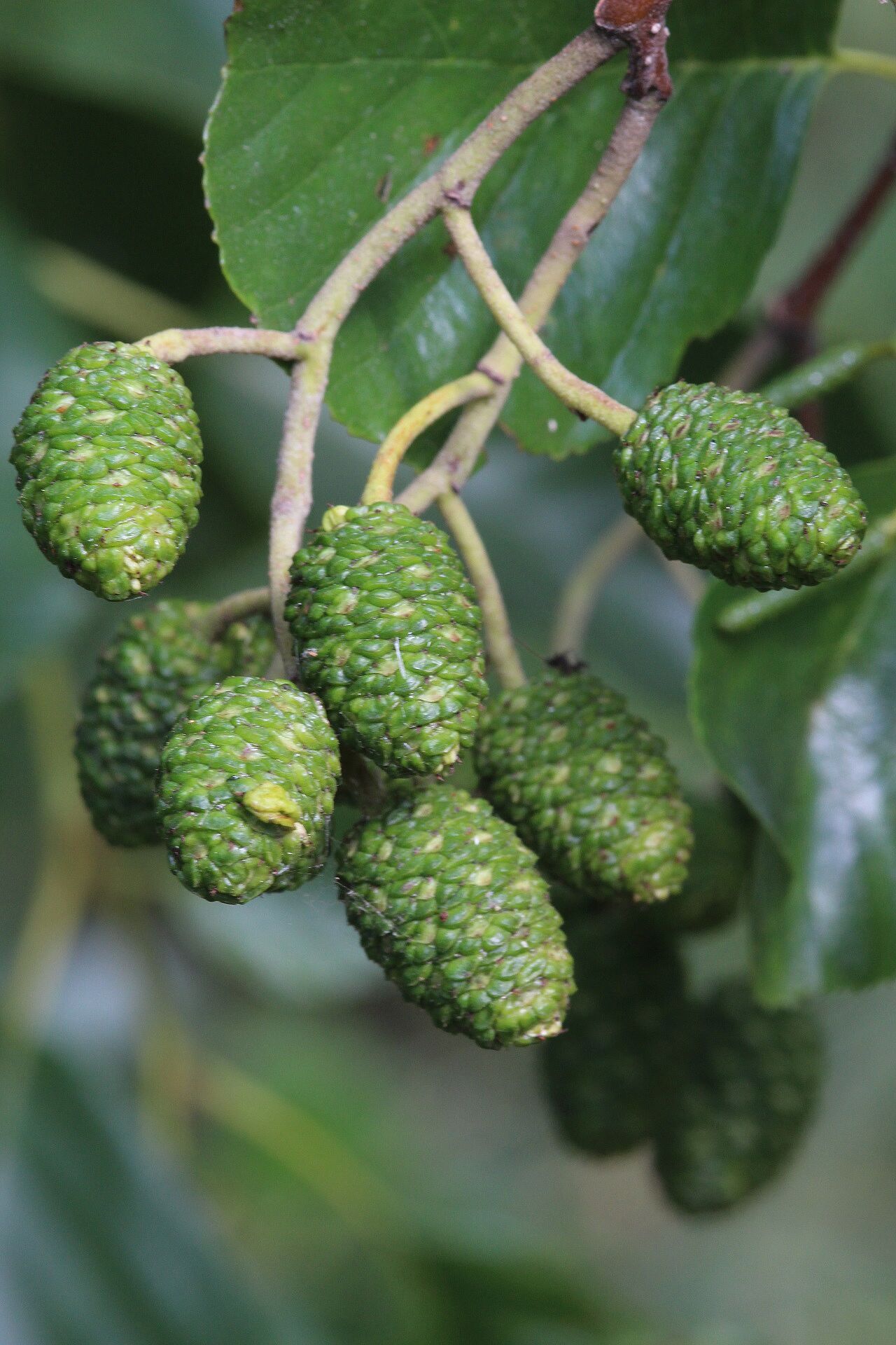Schwarzerle - Zapfen (Foto: W. Dötsch) Schwarzerle - Zapfen