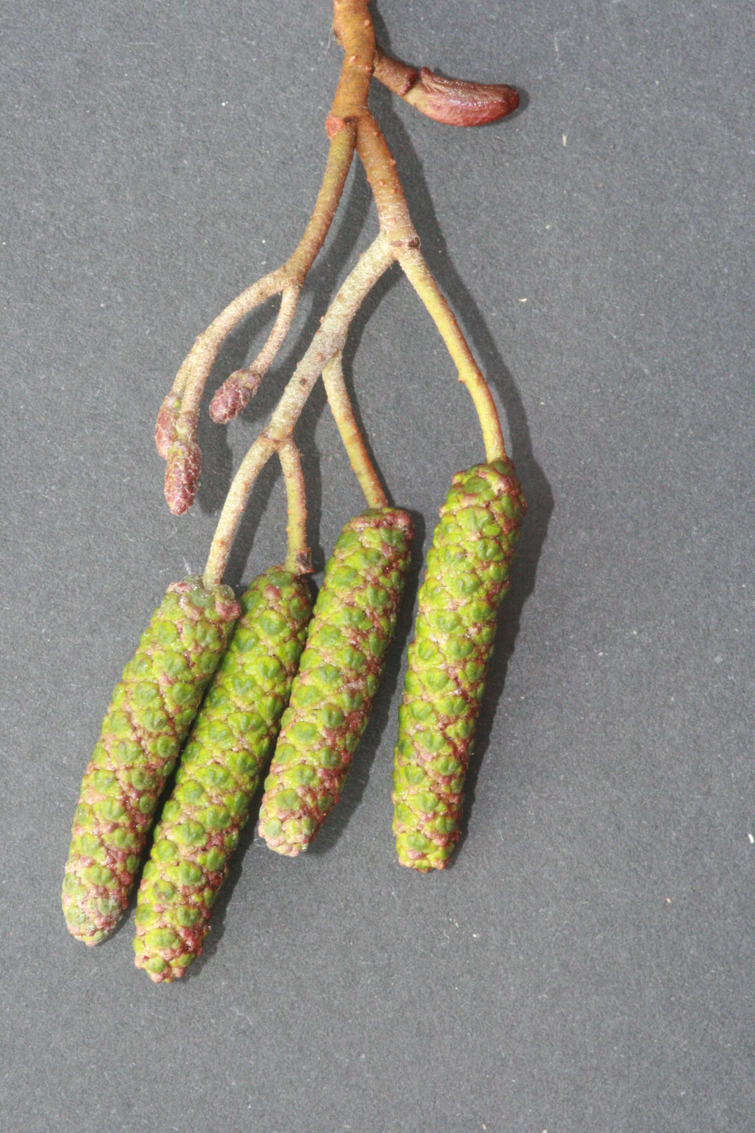 Schwarzerle - Kätzchen