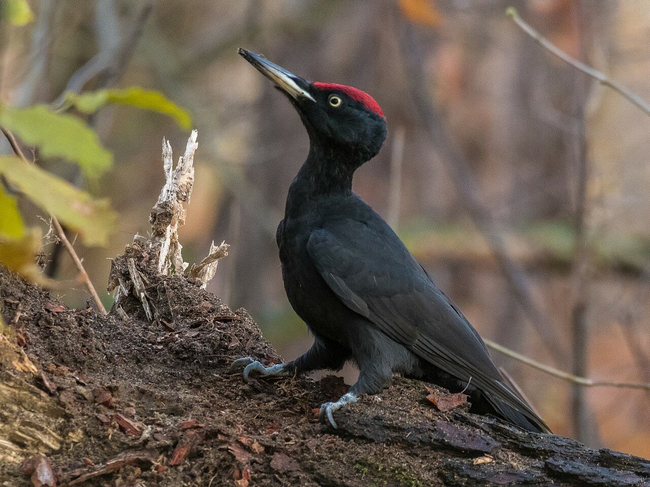 Schwarzspecht (Foto: S. Kragl) Schwarzspecht (Foto: S. Kragl)