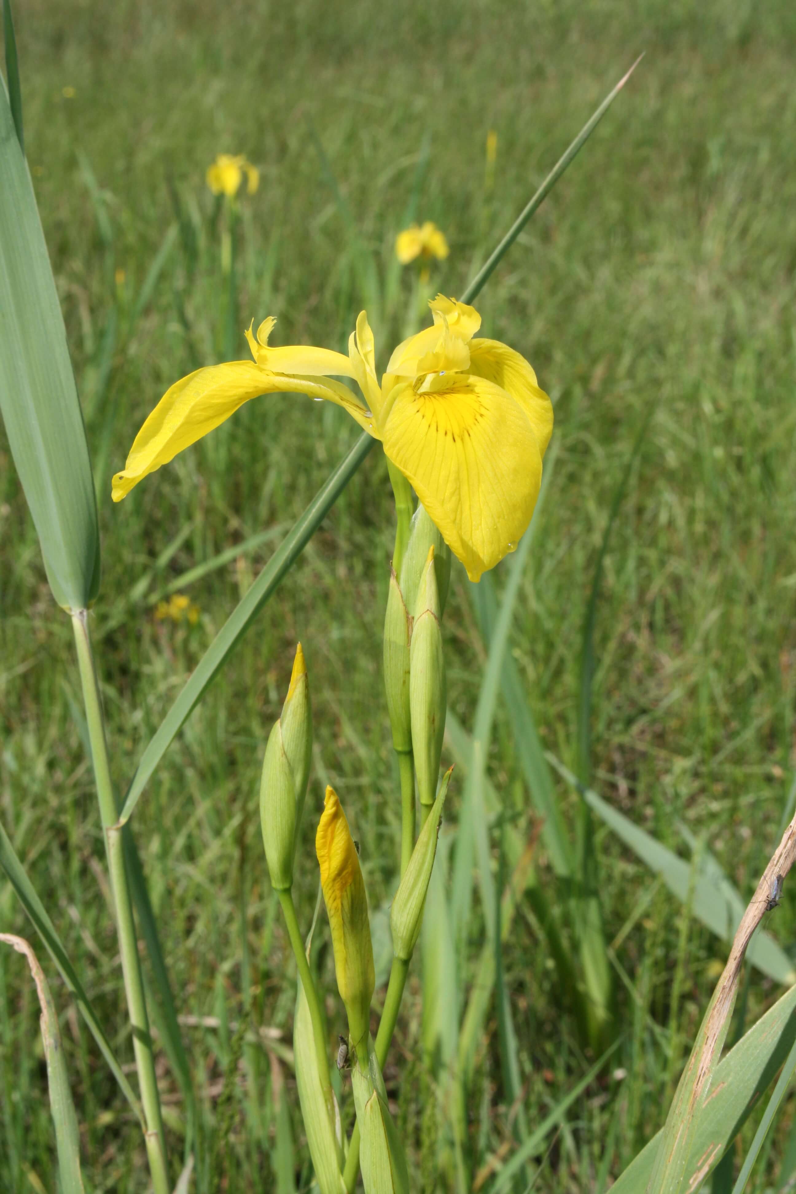 Schwertlilie (Foto: W. Dötsch)