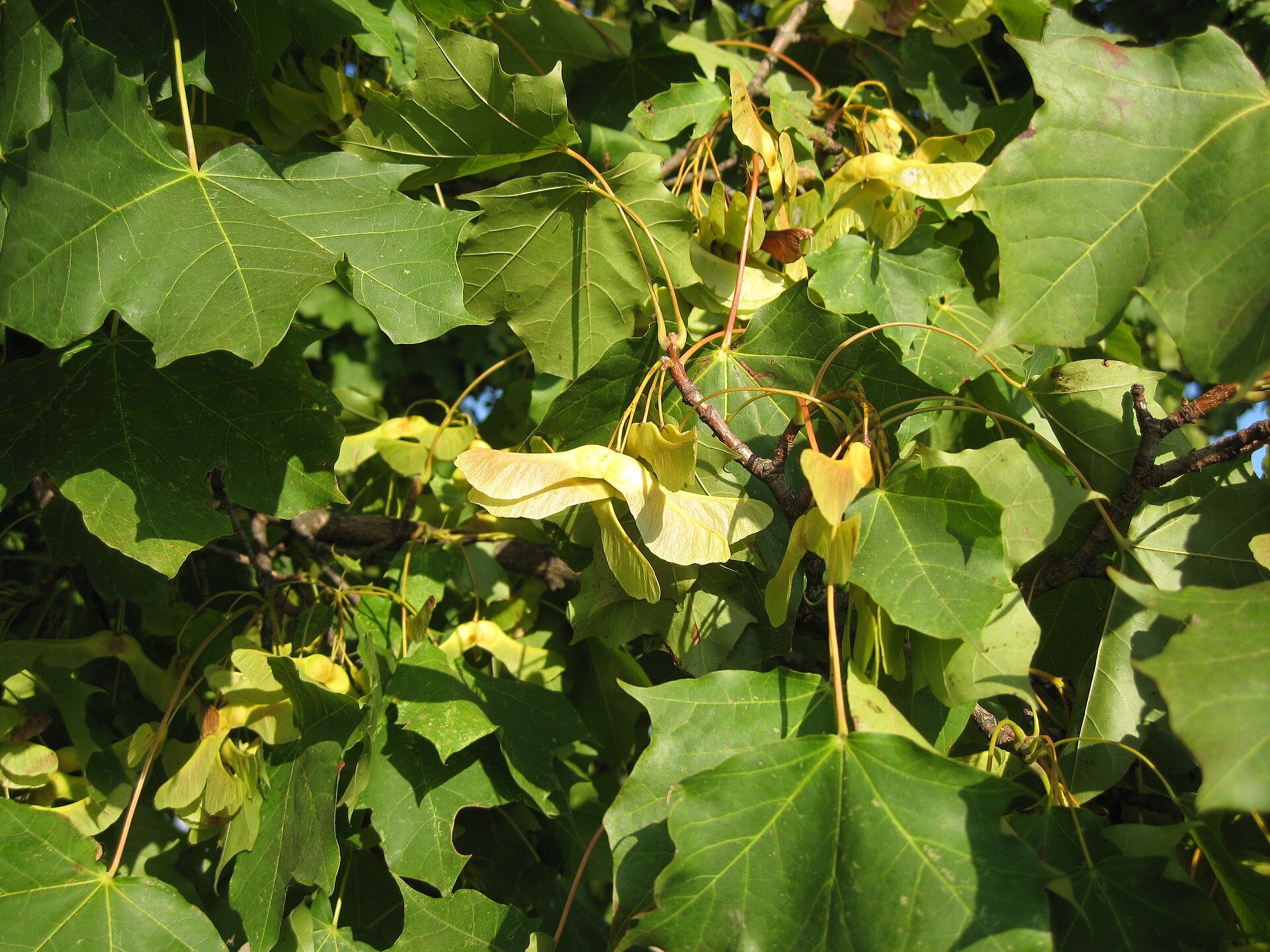 Spitzahorn - Früchte (Foto: V. Gburek) Spitzahorn - Früchte