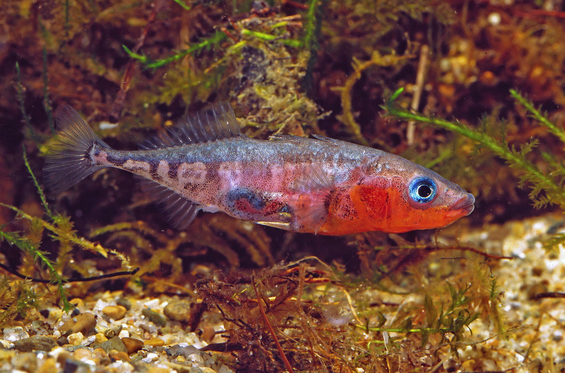 Dreistachliger Stichling - Laichfärbung (Foto: A. Hartl) Stichling