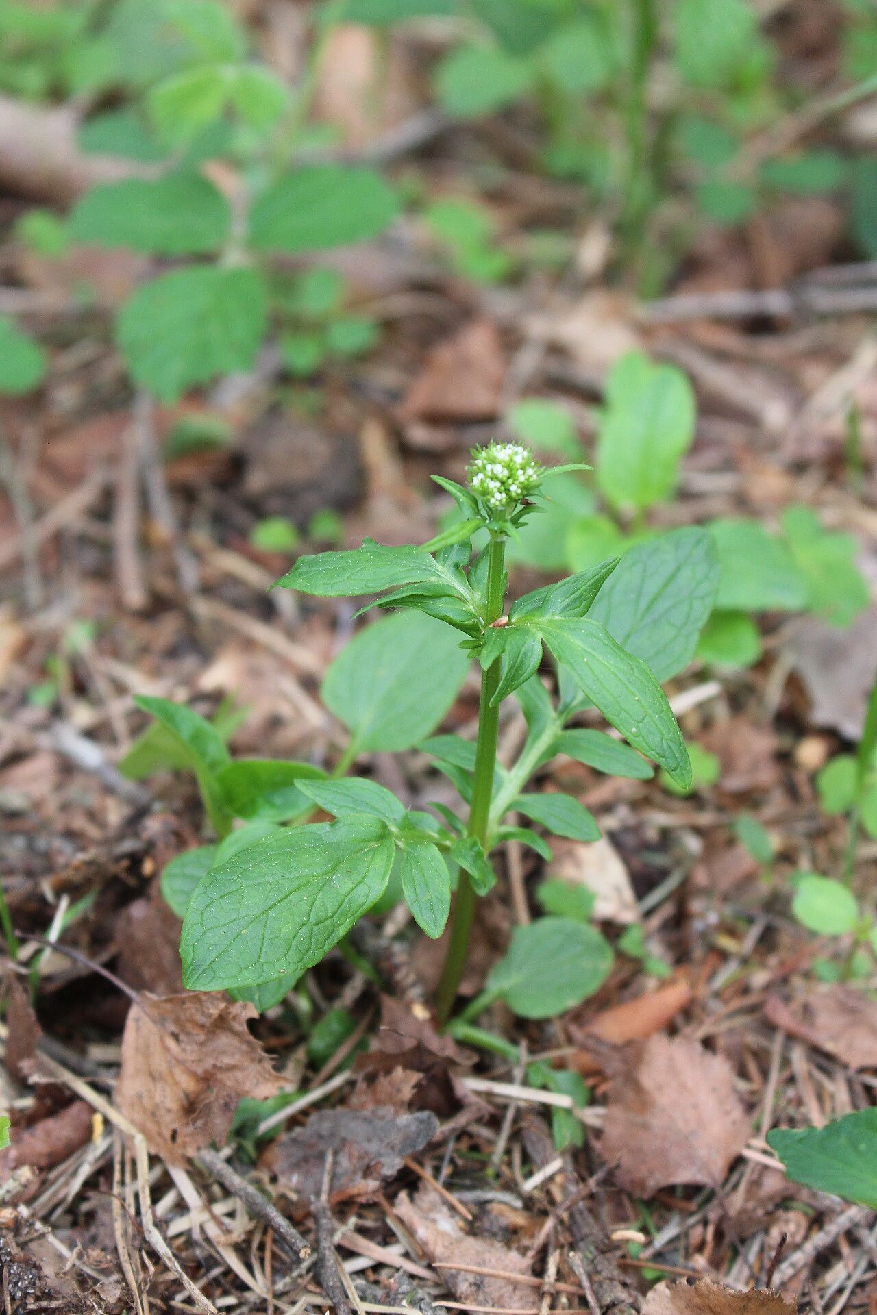Sumpfbaldrian (Foto: W. Dötsch) Sumpfbaldrian