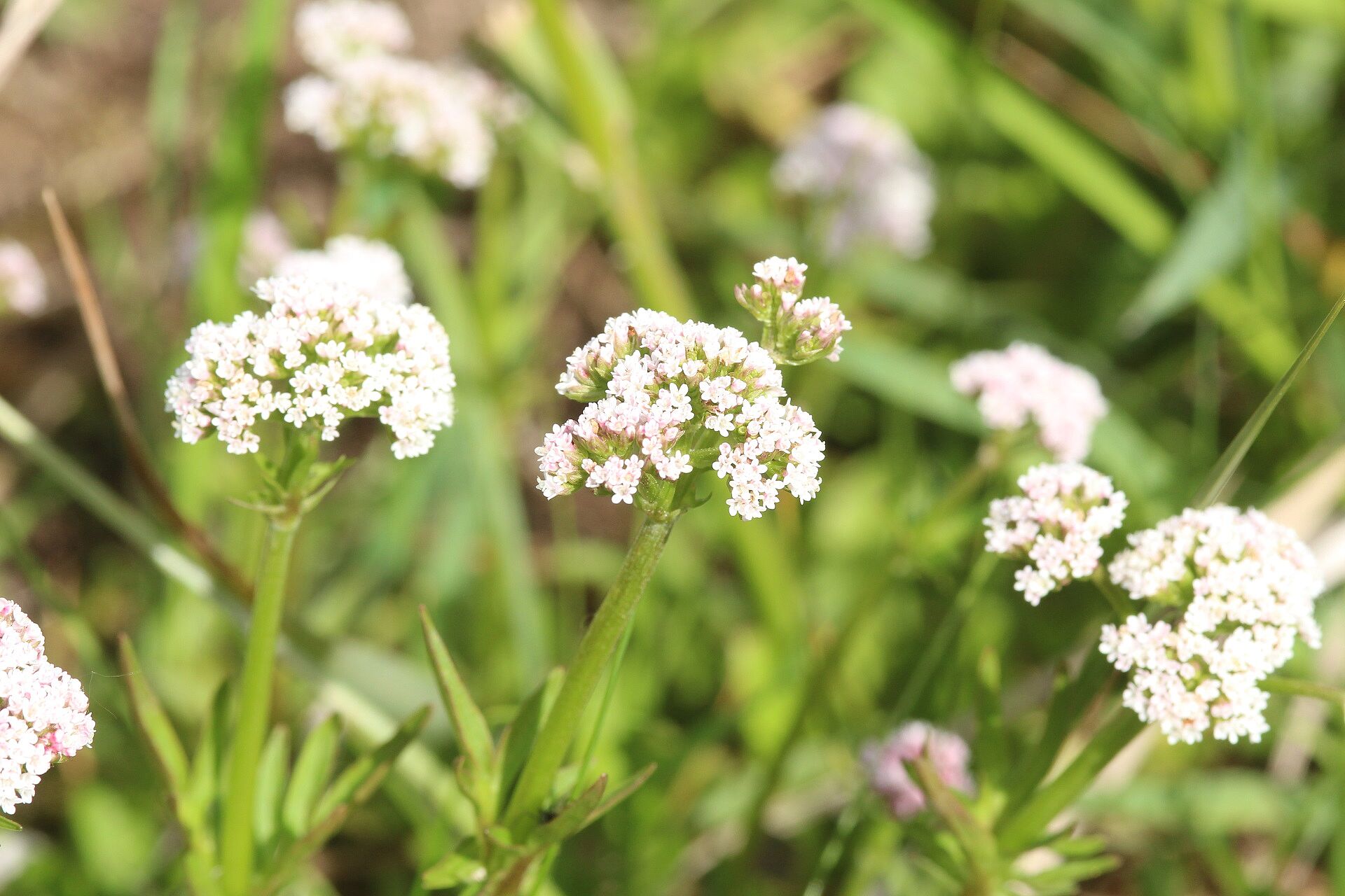 Sumpfbaldrian (Foto: W. Dötsch) Sumpfbaldrian