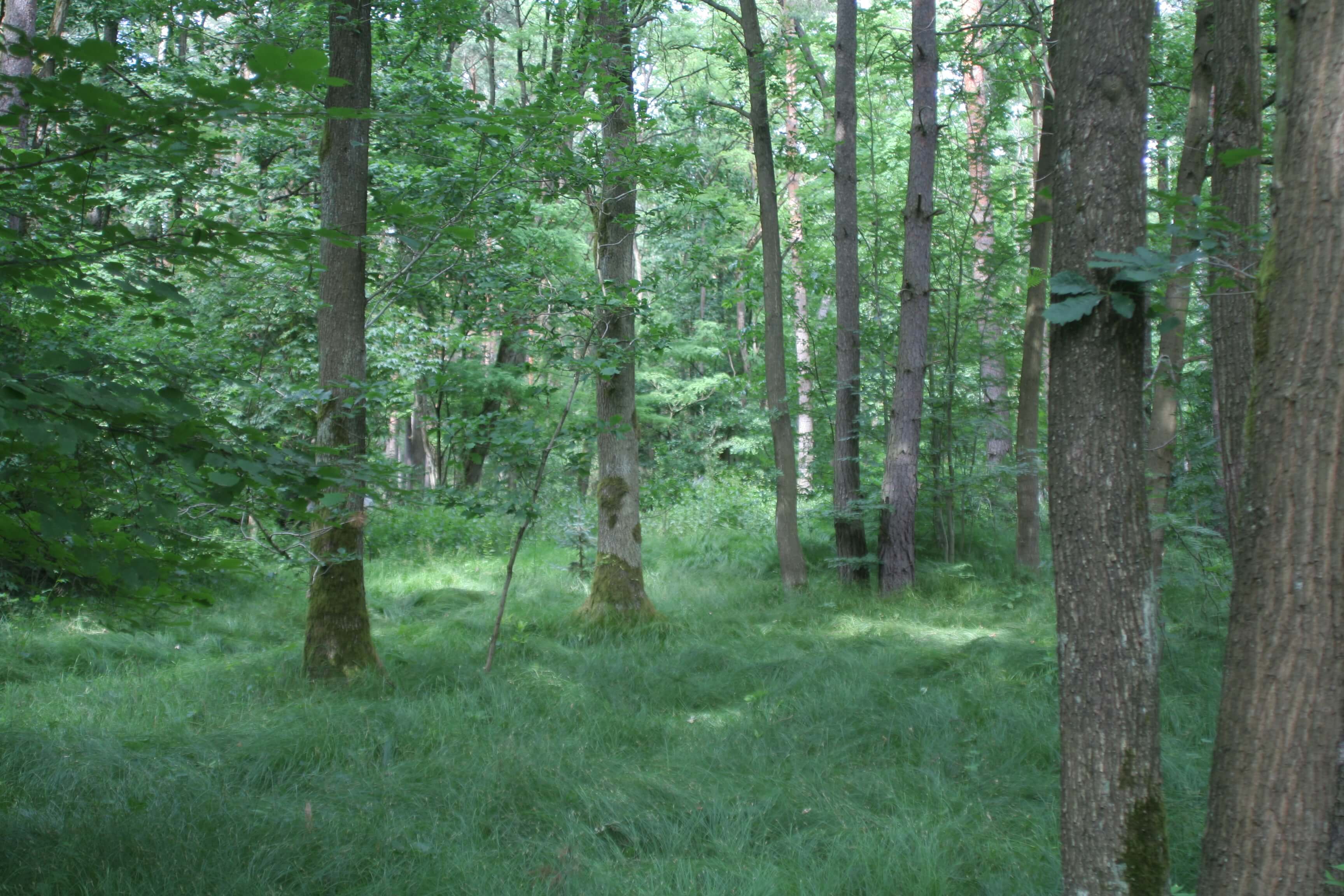 Wald mit Seegras-Segge (Foto: W. Dötsch) Wald mit Seegras-Segge