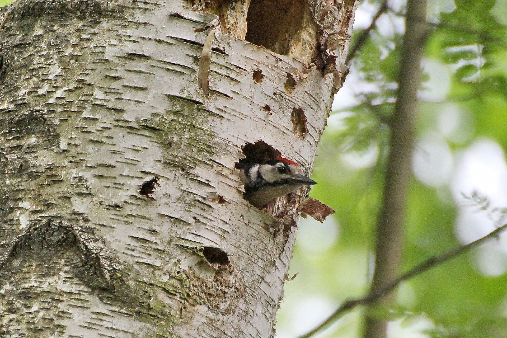 Buntspecht (Foto: H. Wirth) Buntspecht