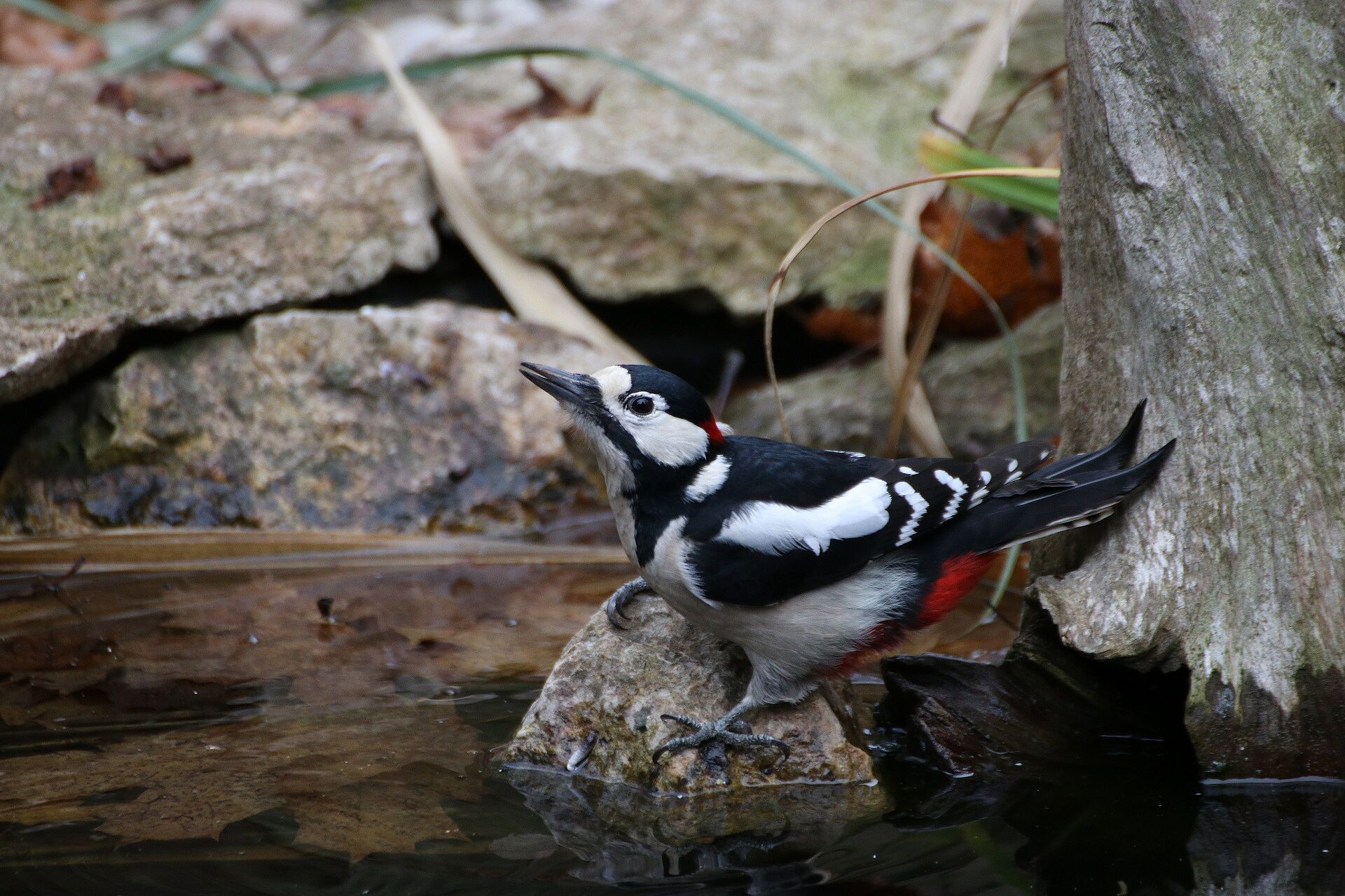 Buntspecht (Foto: H. Wirth) Buntspecht