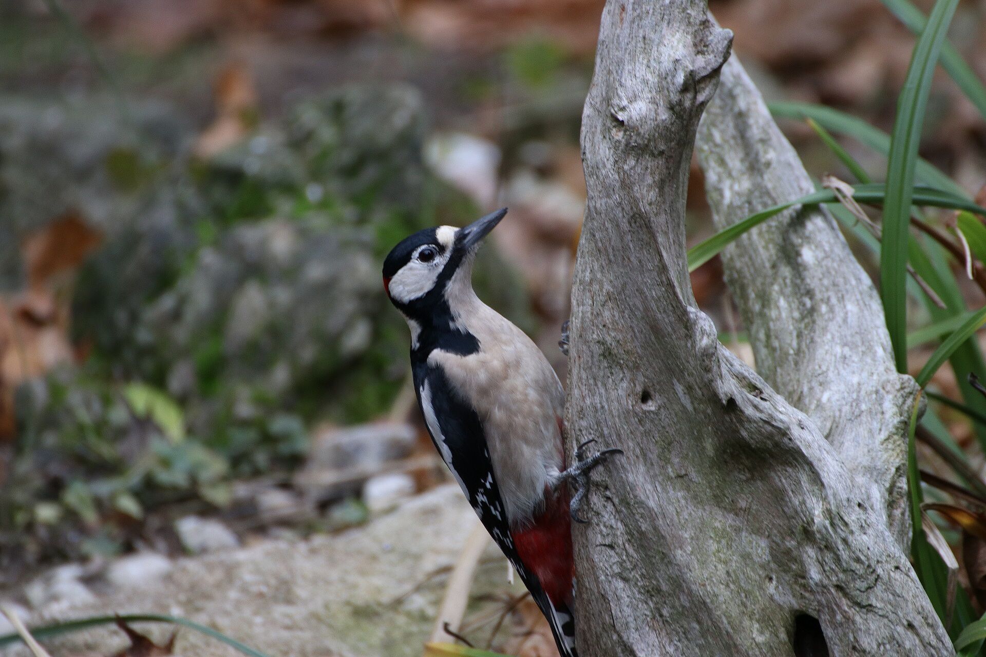 Buntspecht (Foto: H. Wirth) Buntspecht