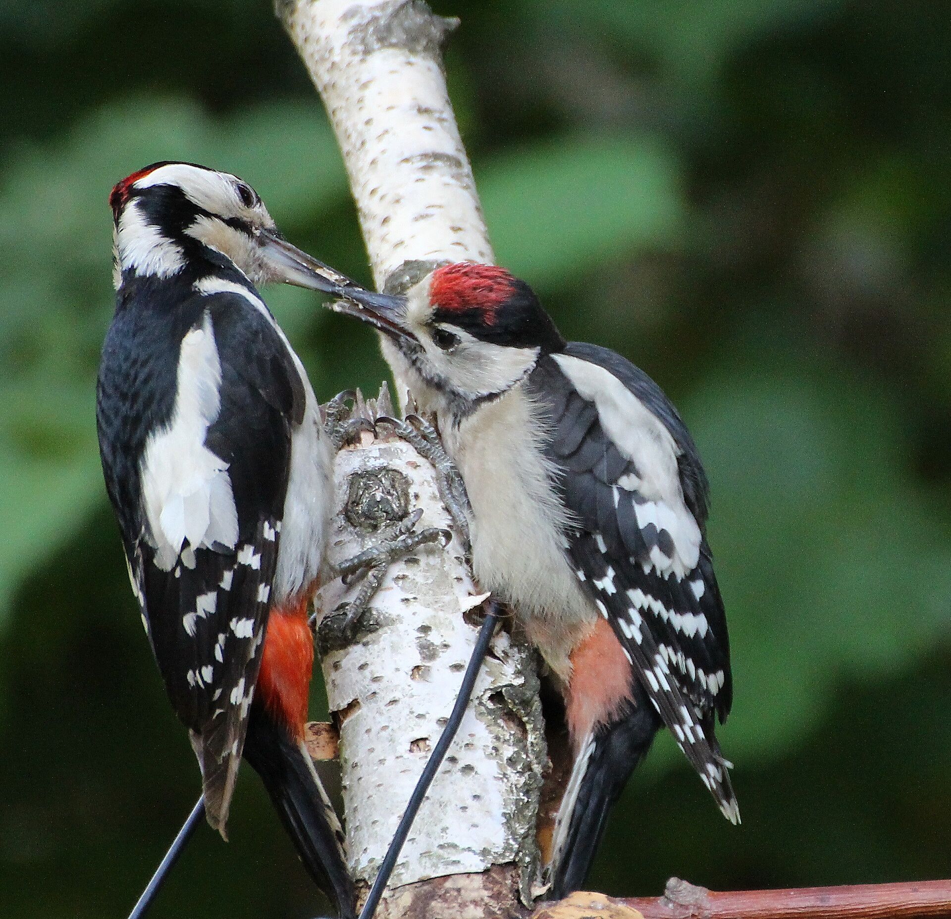 Buntspecht (Foto: H. Wirth) Buntspecht