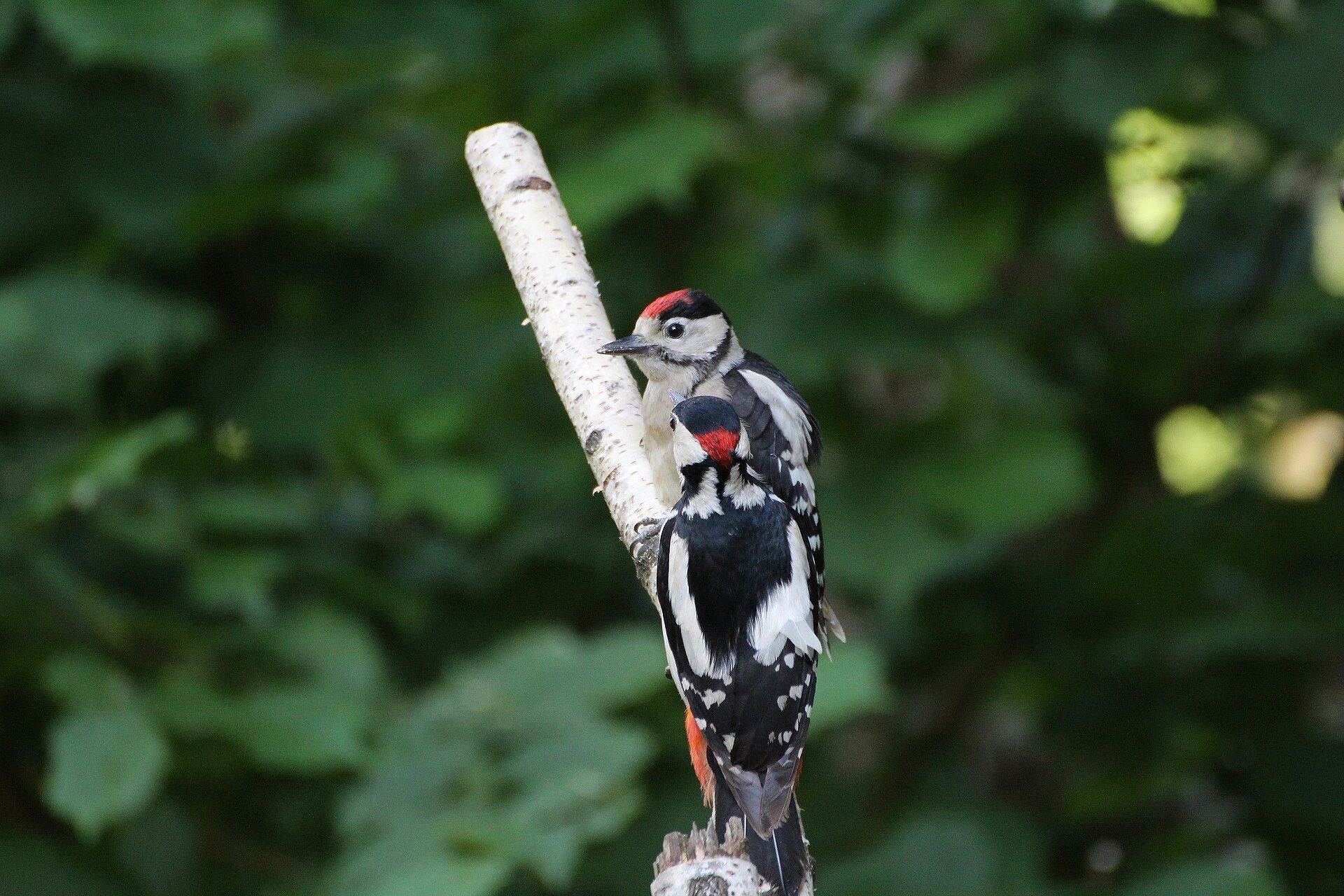 Buntspecht (Foto: H. Wirth) Buntspecht