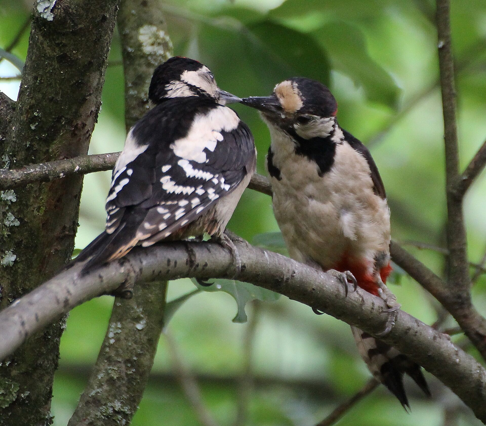 Buntspecht (Foto: H. Wirth) Buntspecht