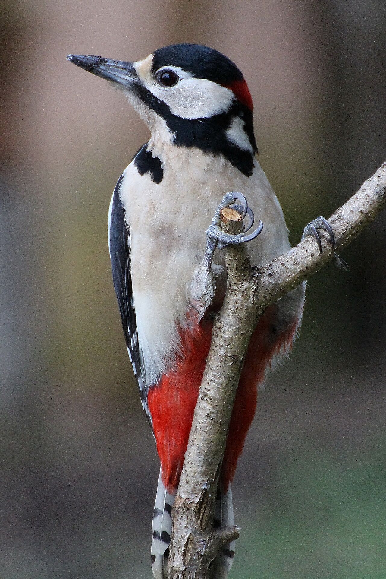 Buntspecht (Foto: H. Wirth) Buntspecht