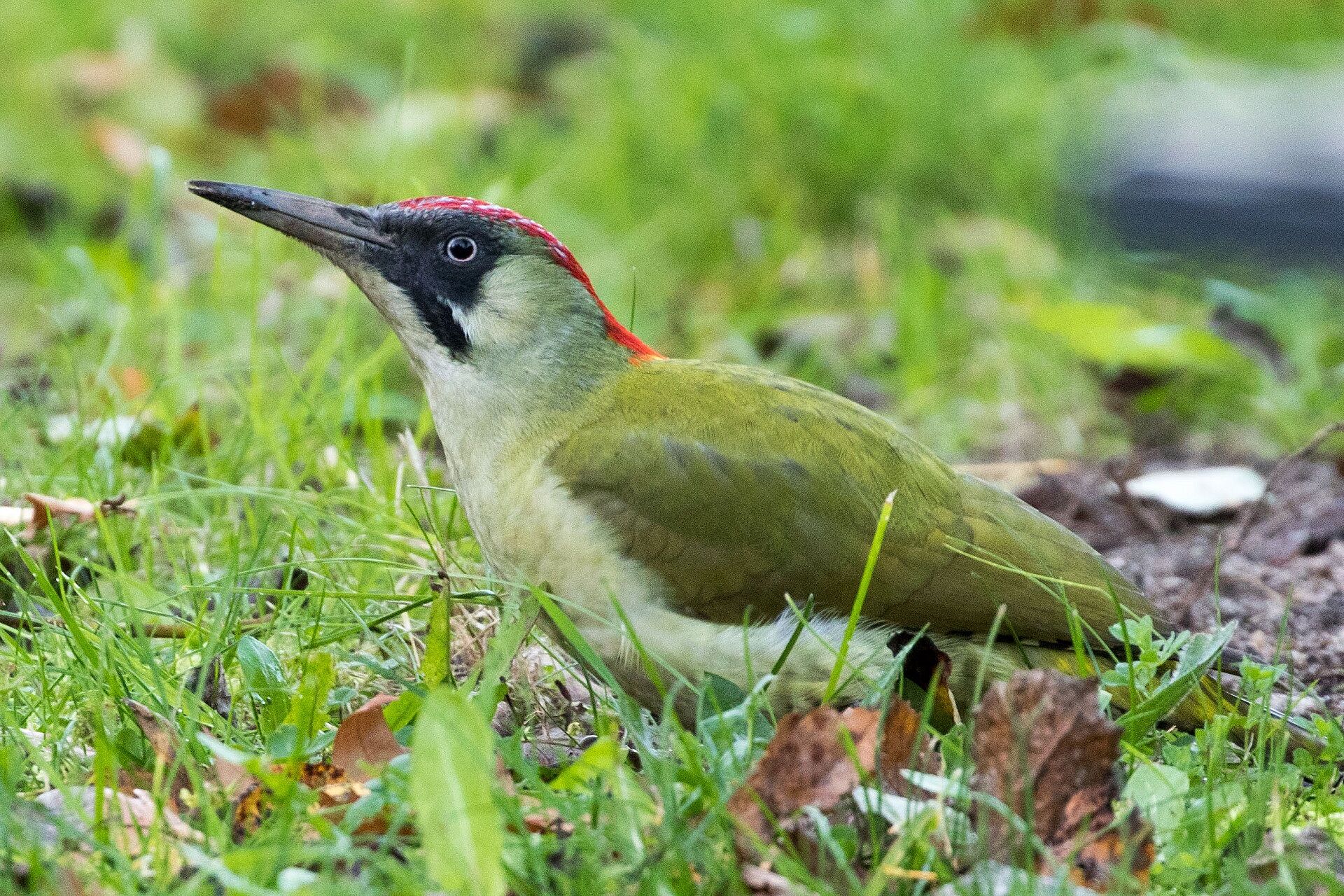 Grünspecht (Foto: H. Wirth) Grünspecht (Foto: H. Wirth)