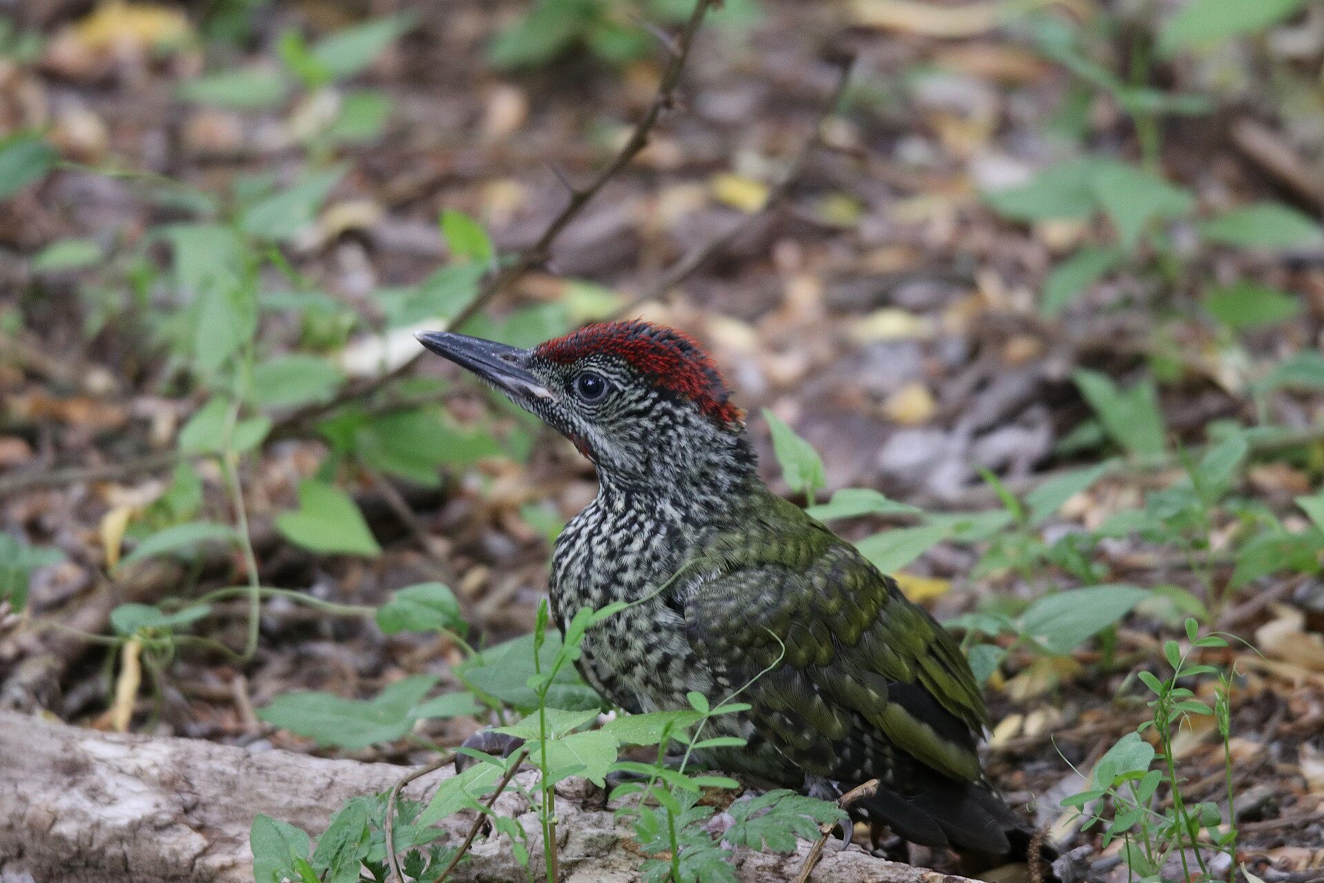 Grünspecht (Foto: H. Wirth) Grünspecht