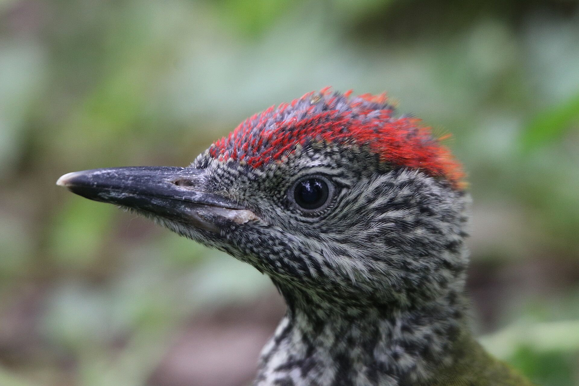 Grünspecht (Foto: H. Wirth) Grünspecht