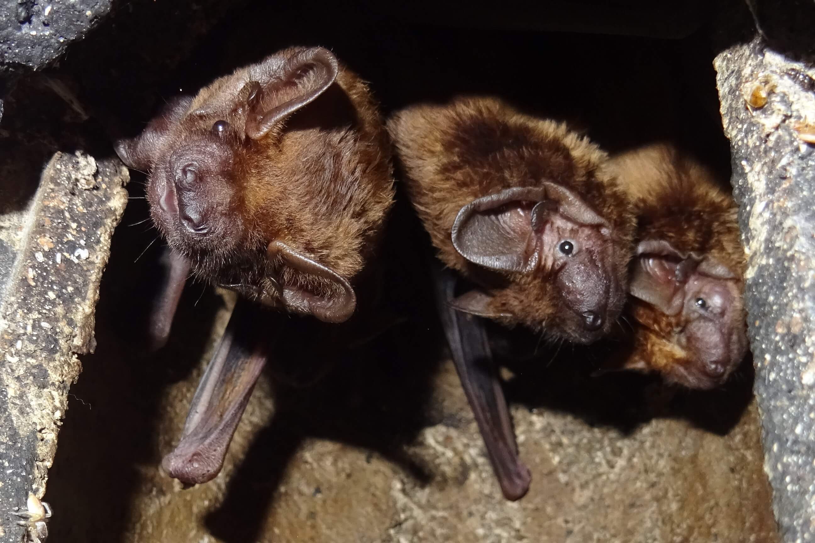 Abendsegler (Foto: H. Wirth) Abendsegler