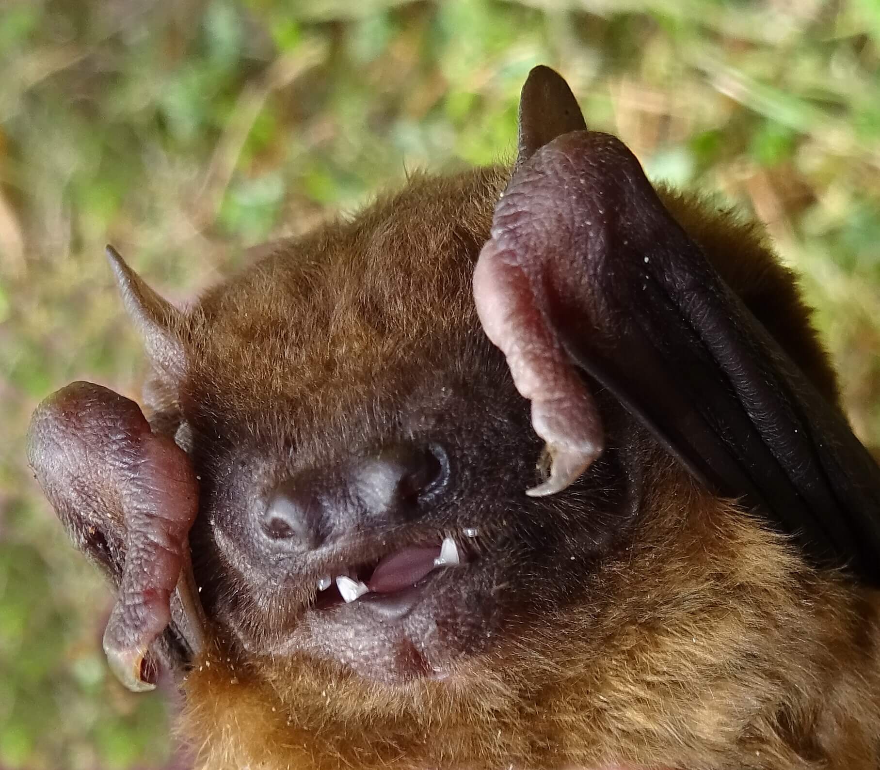 Abendsegler (Foto: H. Wirth) Abendsegler