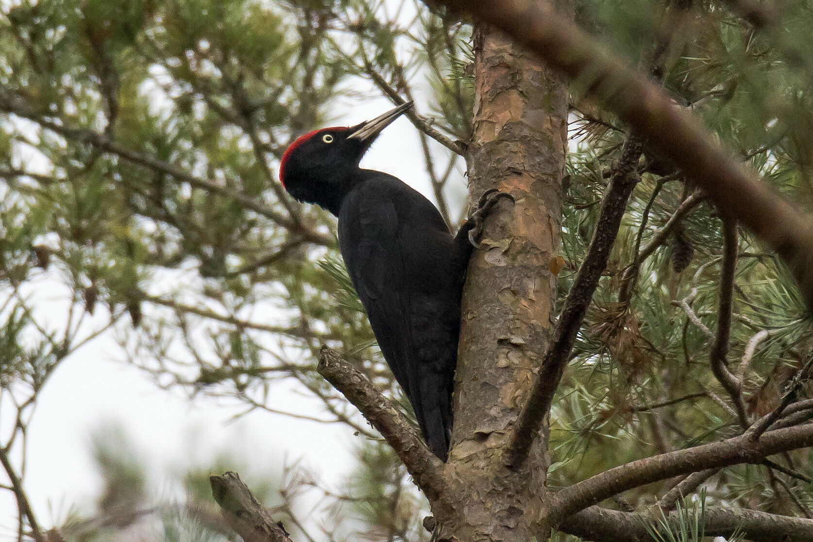 Schwarzspecht (Foto: H. Wirth) Schwarzspecht