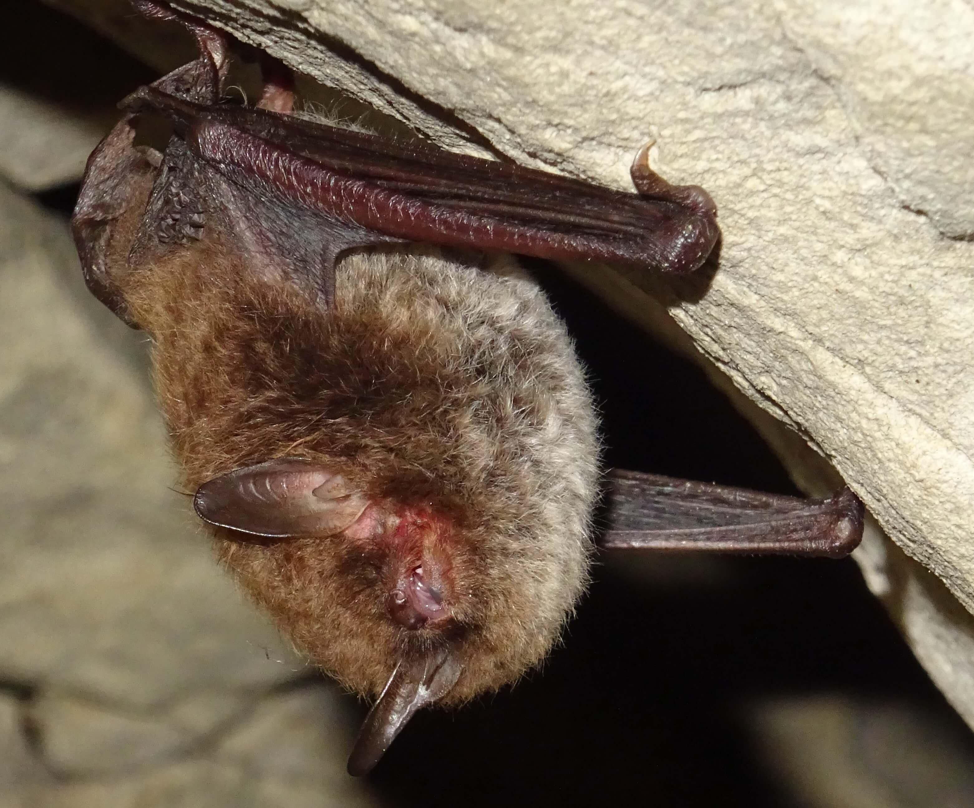 Wasserfledermaus (Foto: H. Wirth) Wasserfledermaus
