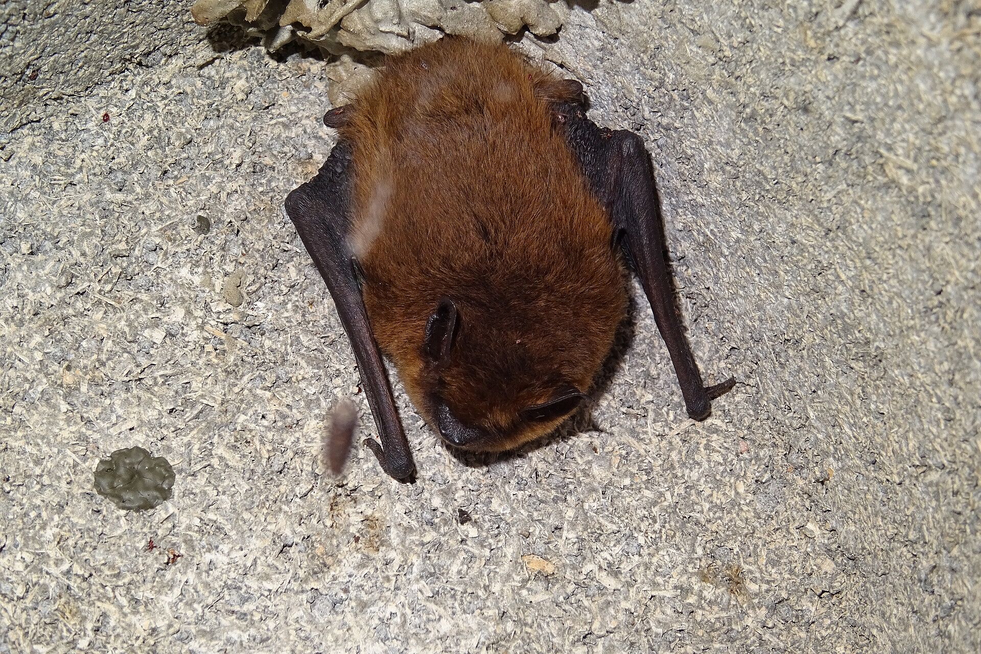 Zwergfledermaus (Foto: H. Wirth) Zwergfledermaus