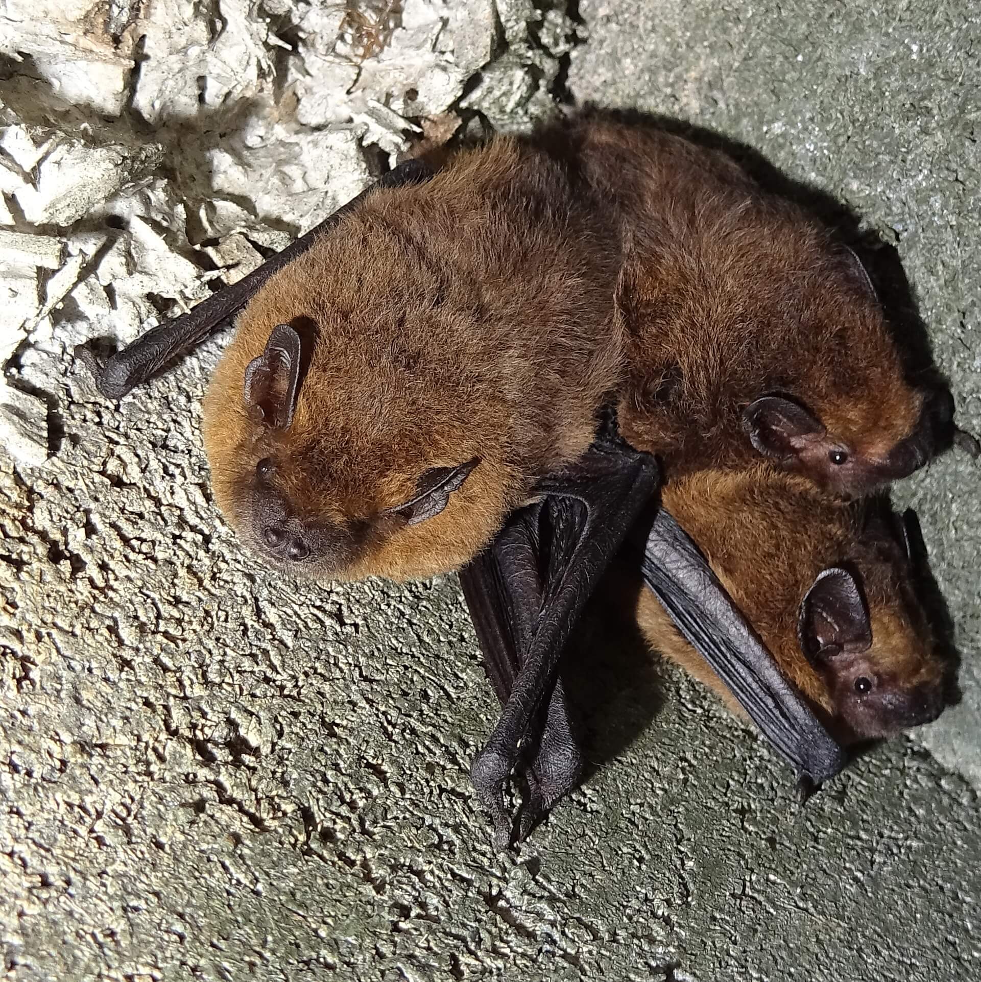 Zwergfledermaus (Foto: H. Wirth) Zwergfledermaus