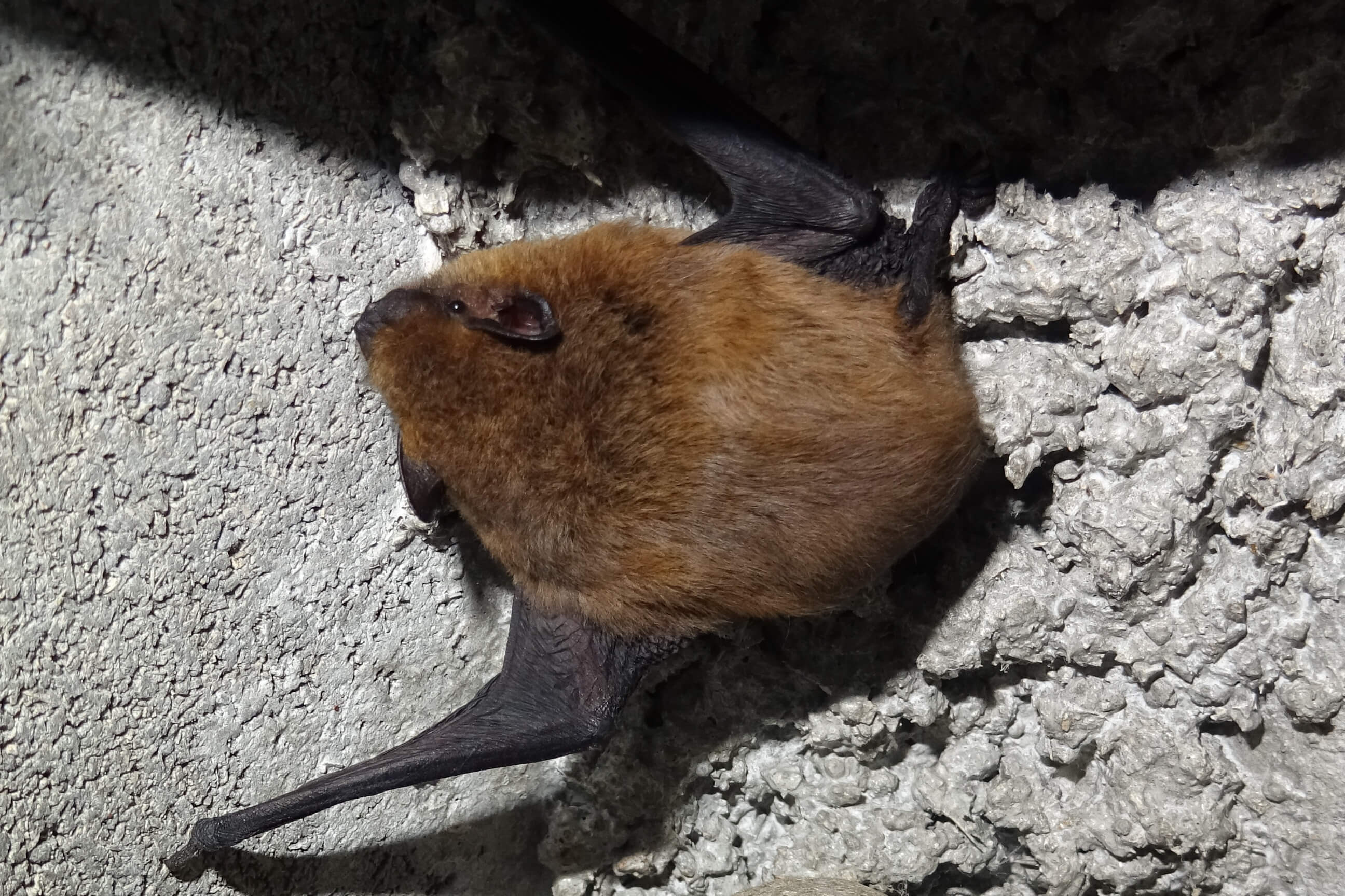 Zwergfledermaus (Foto: H. Wirth) Zwergfledermaus