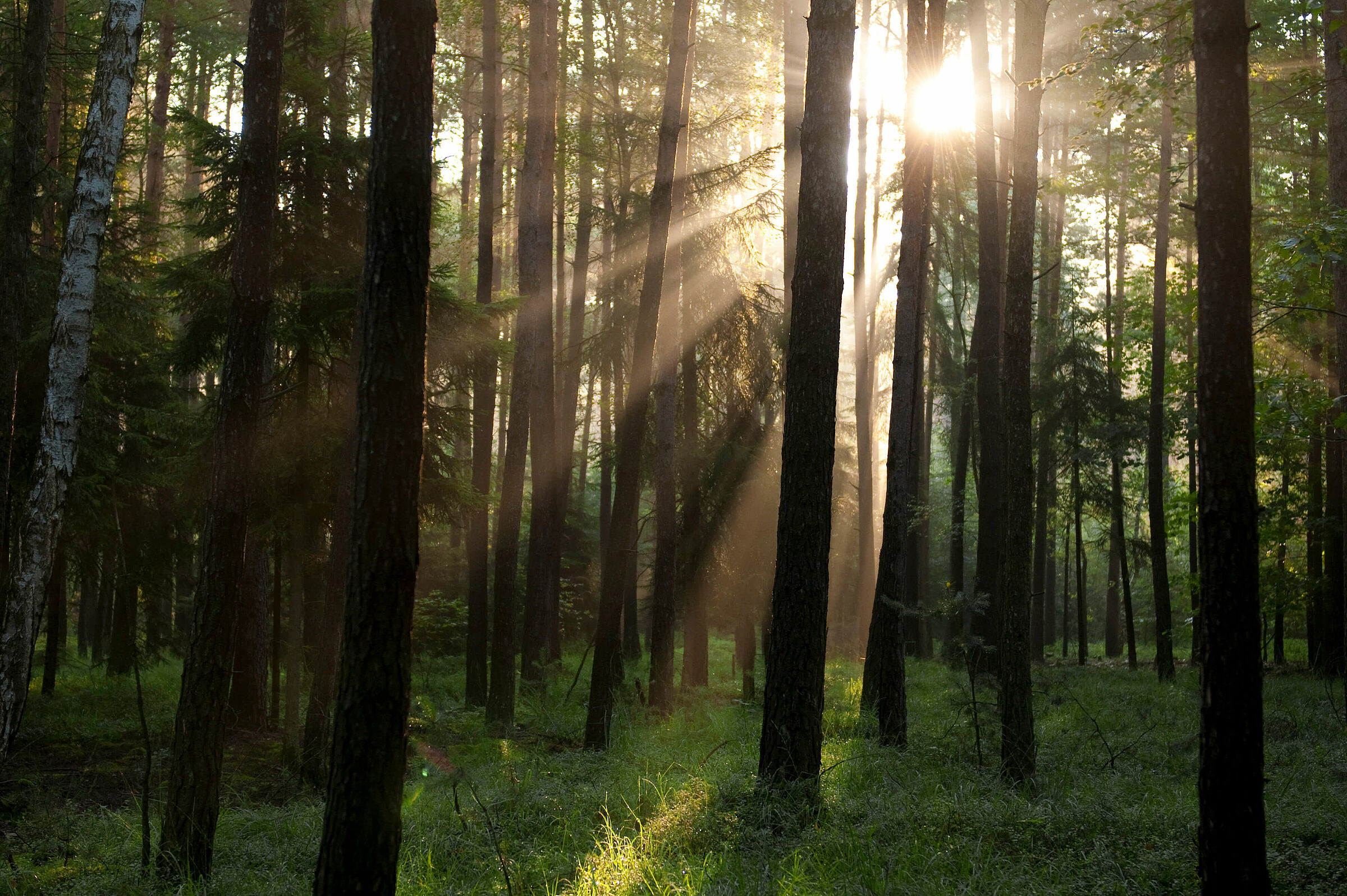 Reichswald bei Buchenbühl (Foto: H. Liedel) Reichswald bei Buchenbühl
