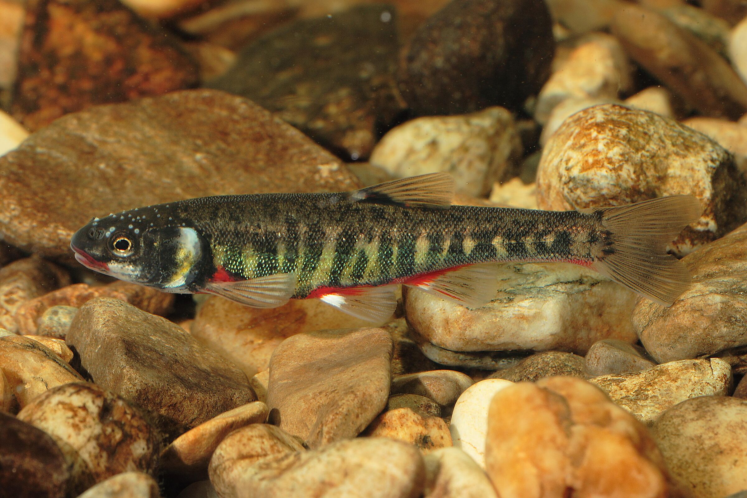 Elritze - Männchen (Foto: A. Hartl) Elritze