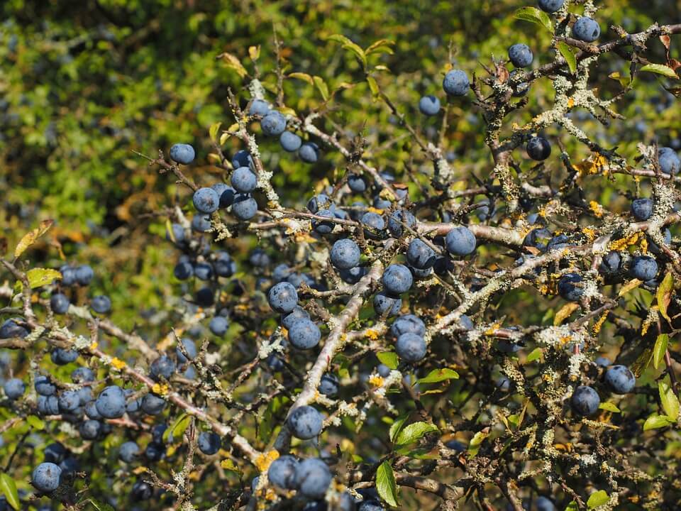 Schlehe (Foto: Pixabay) Schlehe