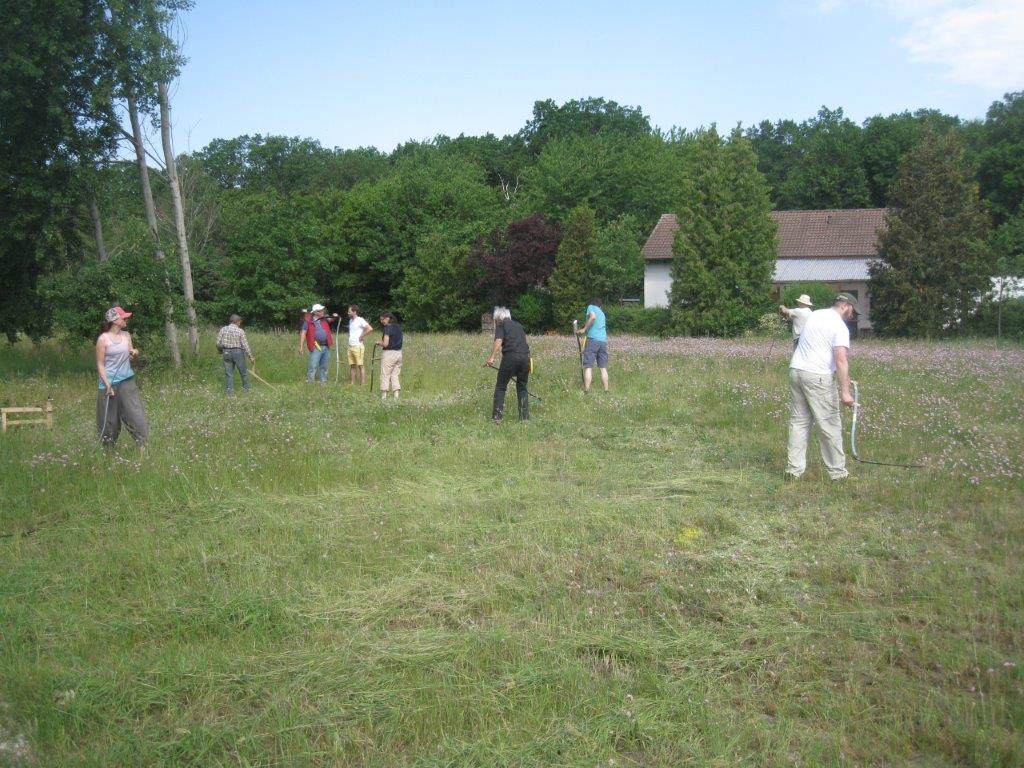 Schwing die Sense für die Sandgrasnelke!