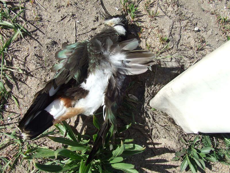 Überfahrener Kiebitz