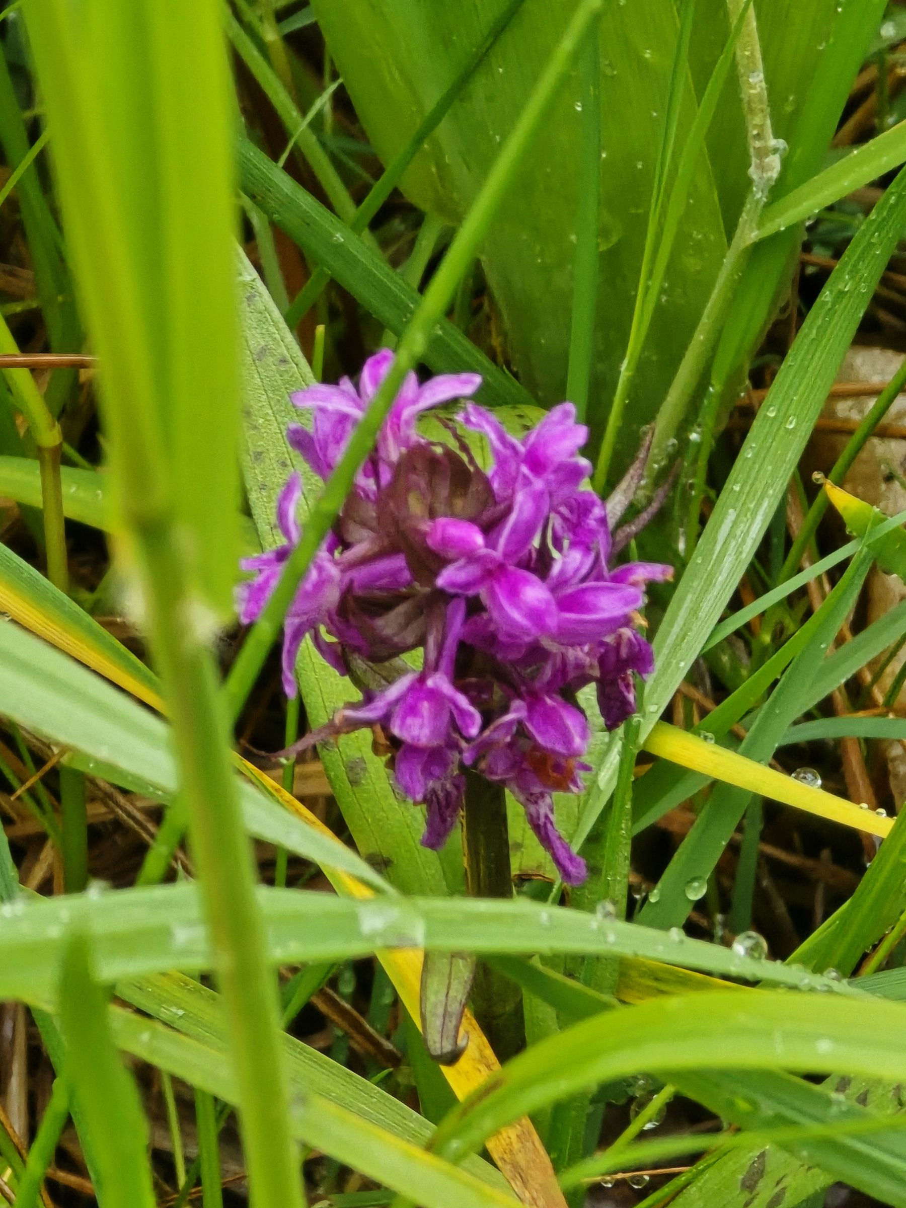 Breitblättriges Knabenkraut