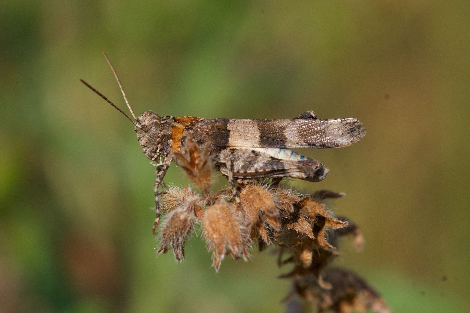 Oedipoda caerulescens