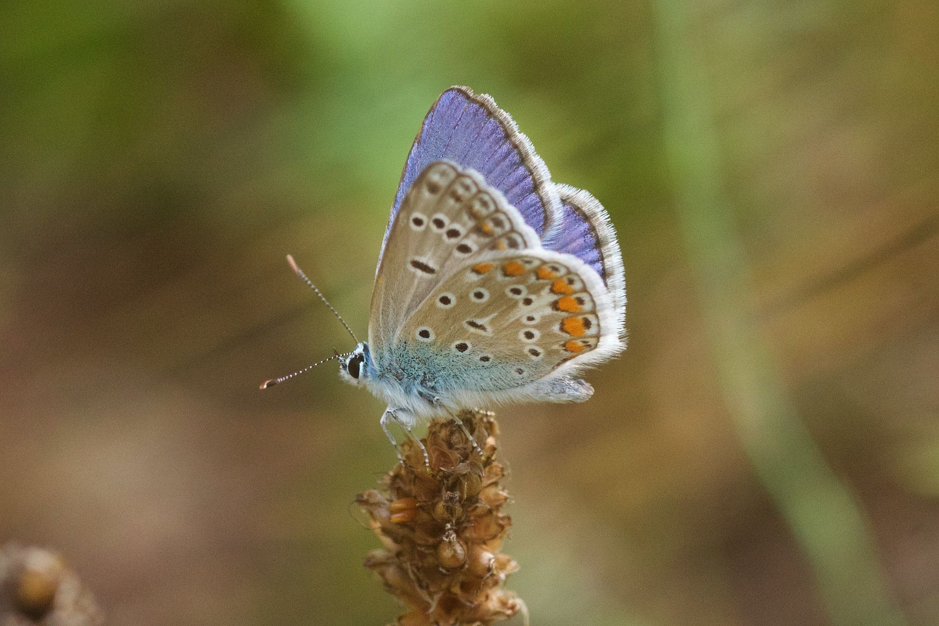 Polyommatus icarus